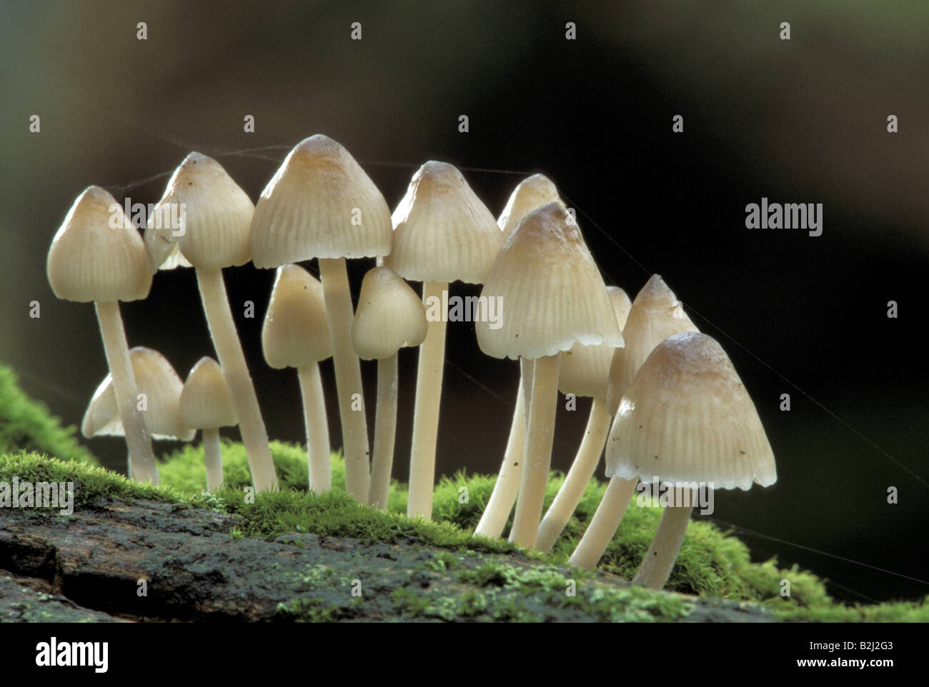 botany, fungi, Split Fibrecap, (Inocybe fastigiata), several mushrooms, germany, Additional-Rights-Clearance-Info-Not-Available Stock Photo