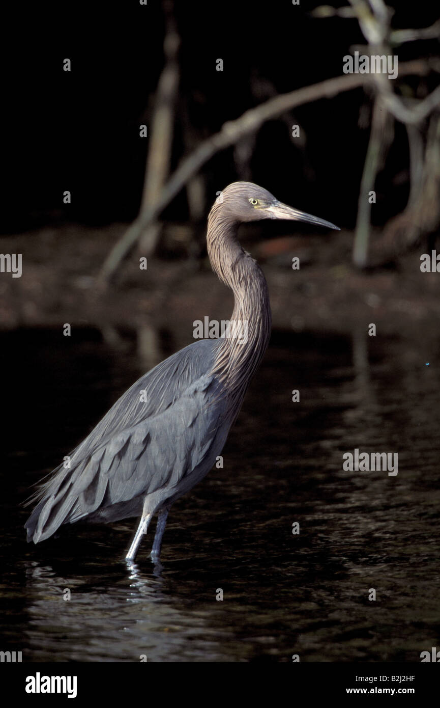 zoology / animals, avian / bird, herons, Reddish Egret, (Egretta rufescens), standing in water, Sanibel Island, distribution: North- and Central America, , Additional-Rights-Clearance-Info-Not-Available Stock Photo