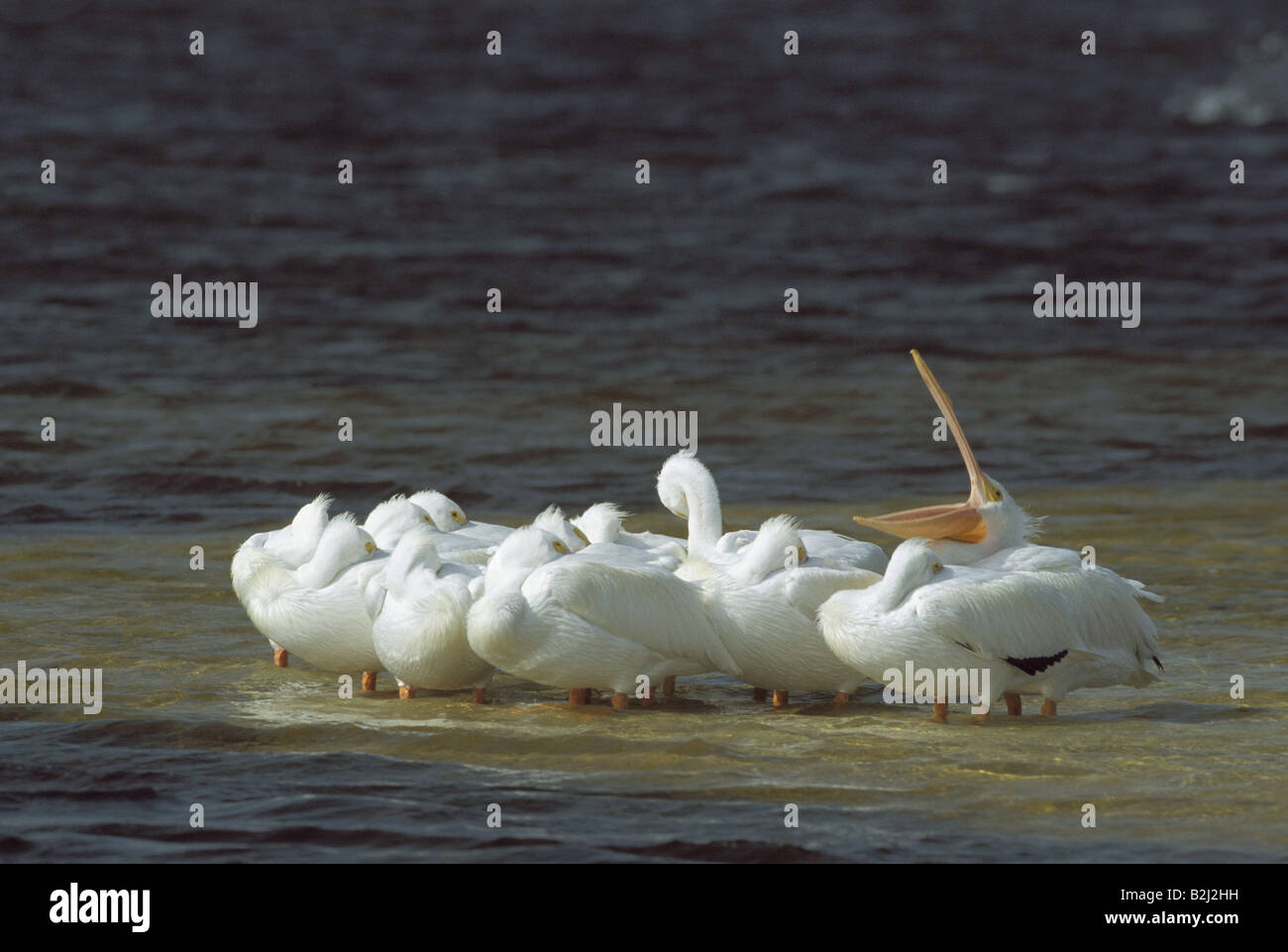 zoology, avian / bird, Pelecanidae, American White Pelican (Pelecanus erythrorhynchos), several animals in water, distribution: North America, South America, Additional-Rights-Clearance-Info-Not-Available Stock Photo