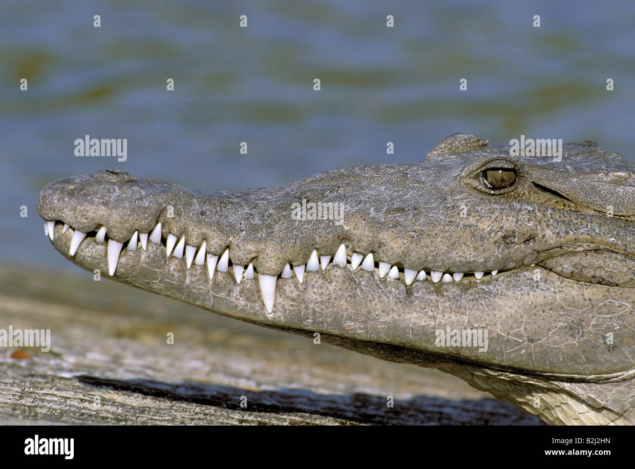 Zoology / Animals, Reptiles, Crocodiles, American Crocodile ...