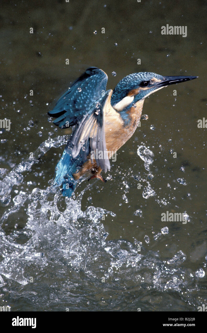 zoology / animals, avian / bird, kingfisher, European Kingfisher ...