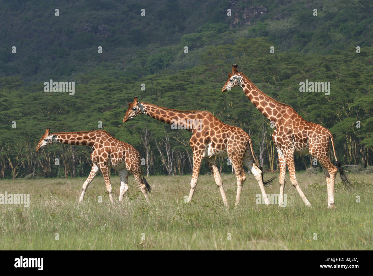 zoology / animals, mammal / mammalian, giraffes, Rothschilds giraffe (giraffa rothschildi), tree bulls, Lake Nakuru National Park, Kenya, distribution: Africa, East Africa, Additional-Rights-Clearance-Info-Not-Available Stock Photo