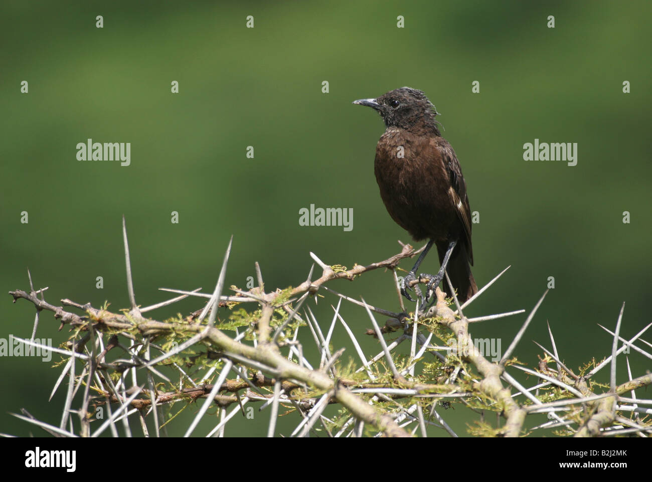 zoology / animals, avian / bird, Northern Anteater Chat, (Myrmecocichla  aethiopis), sitting on dorn bush, Kenya, distribution: Africa, Eastern  Africa, soot, spike, thorn, spine, thorns, spikes, spines, birds, animal,  Additional-Rights-Clearance-Info ...