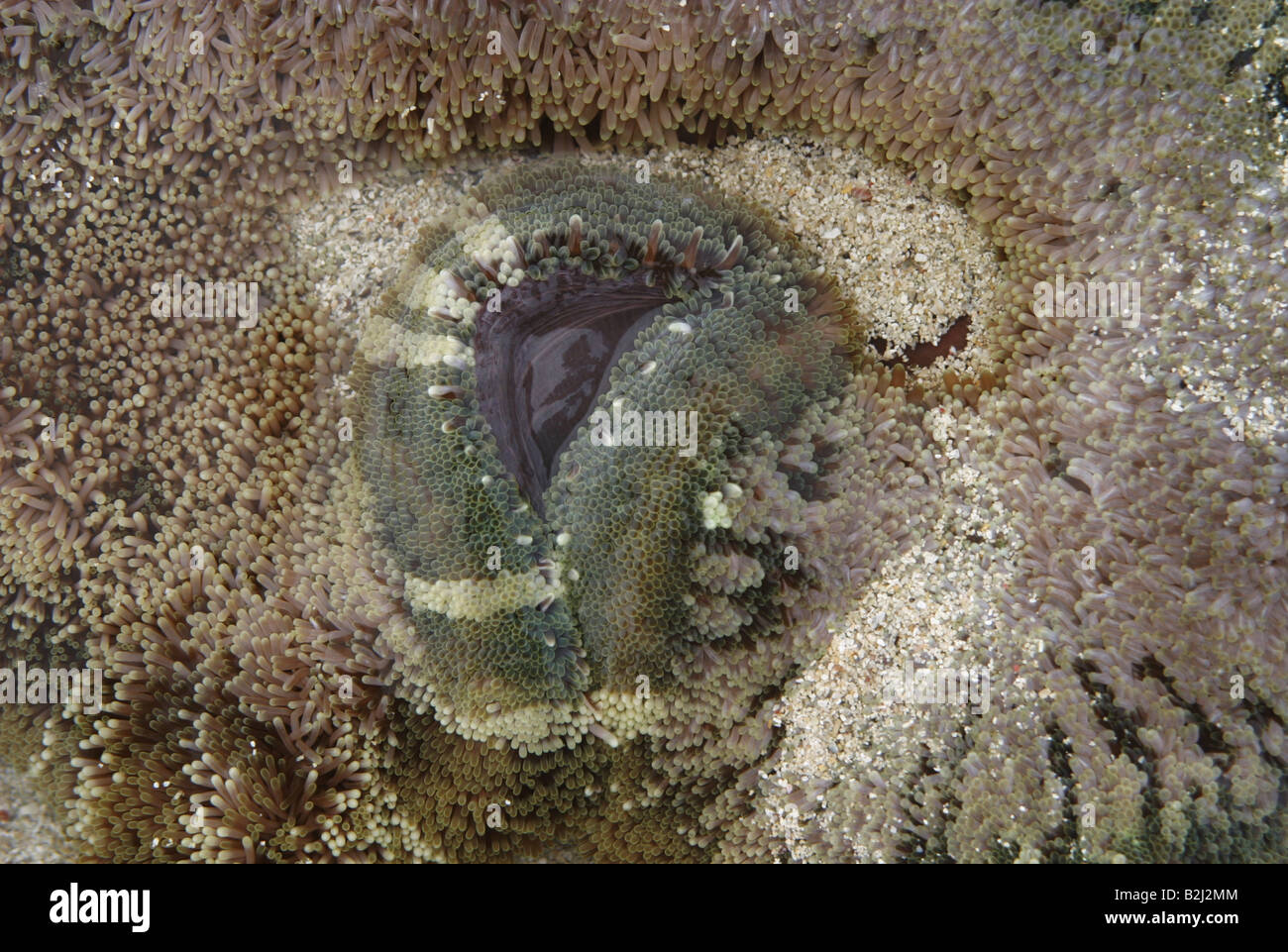 zoology / animals, Anthozoa, Knob-edged Anemone, (Cryptodendrum adhaesivum), Indian Ocean, at Kenya, distribution: Africa, Additional-Rights-Clearance-Info-Not-Available Stock Photo