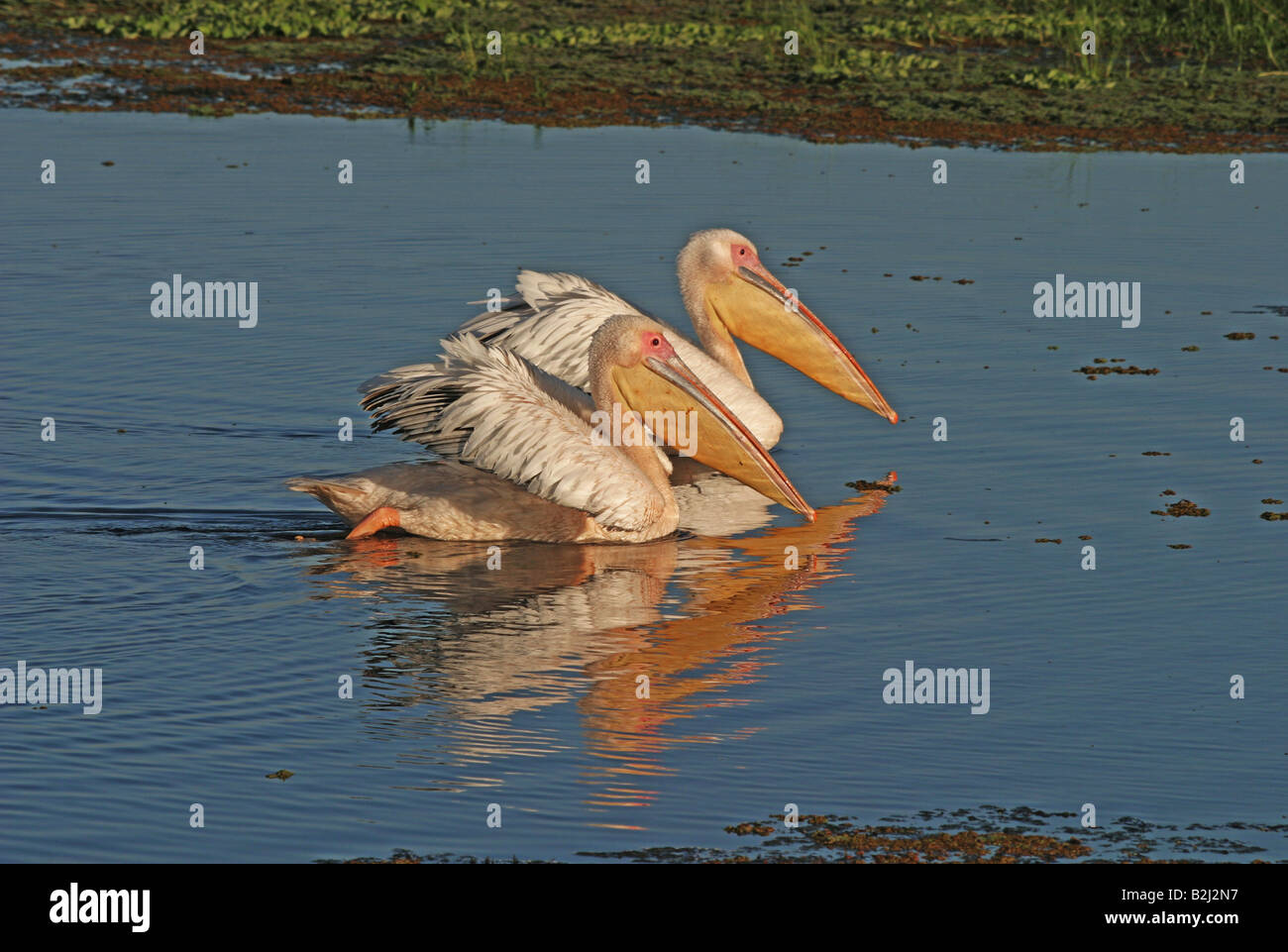 zoology / animals, avian / bird, Pelicans, White Pelican, (Pelecanus onocrotalus), two birds in swamp searching for food, 'Amboseli Nationalpark', Kenya, distribution: Eastern Europe, Asia, Africa, Additional-Rights-Clearance-Info-Not-Available Stock Photo