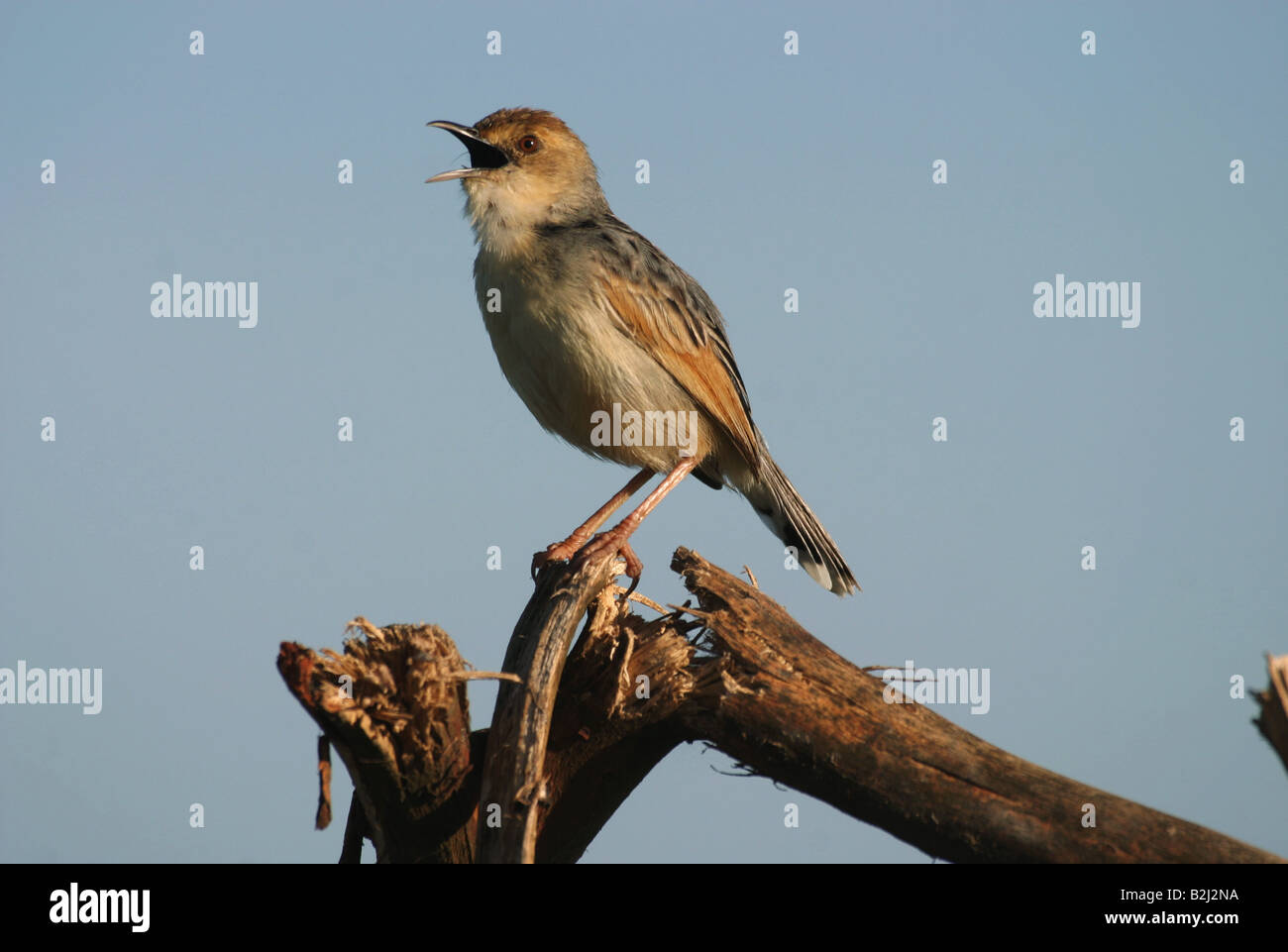 zoology / animals, avian / bird, Sedge Warbler, (Acrocephalus schoenobaenus), singing, sitting on branch, 'Amboseli Nationalpark', Kenya, distribution: Europe, Russia, Middle East, Additional-Rights-Clearance-Info-Not-Available Stock Photo