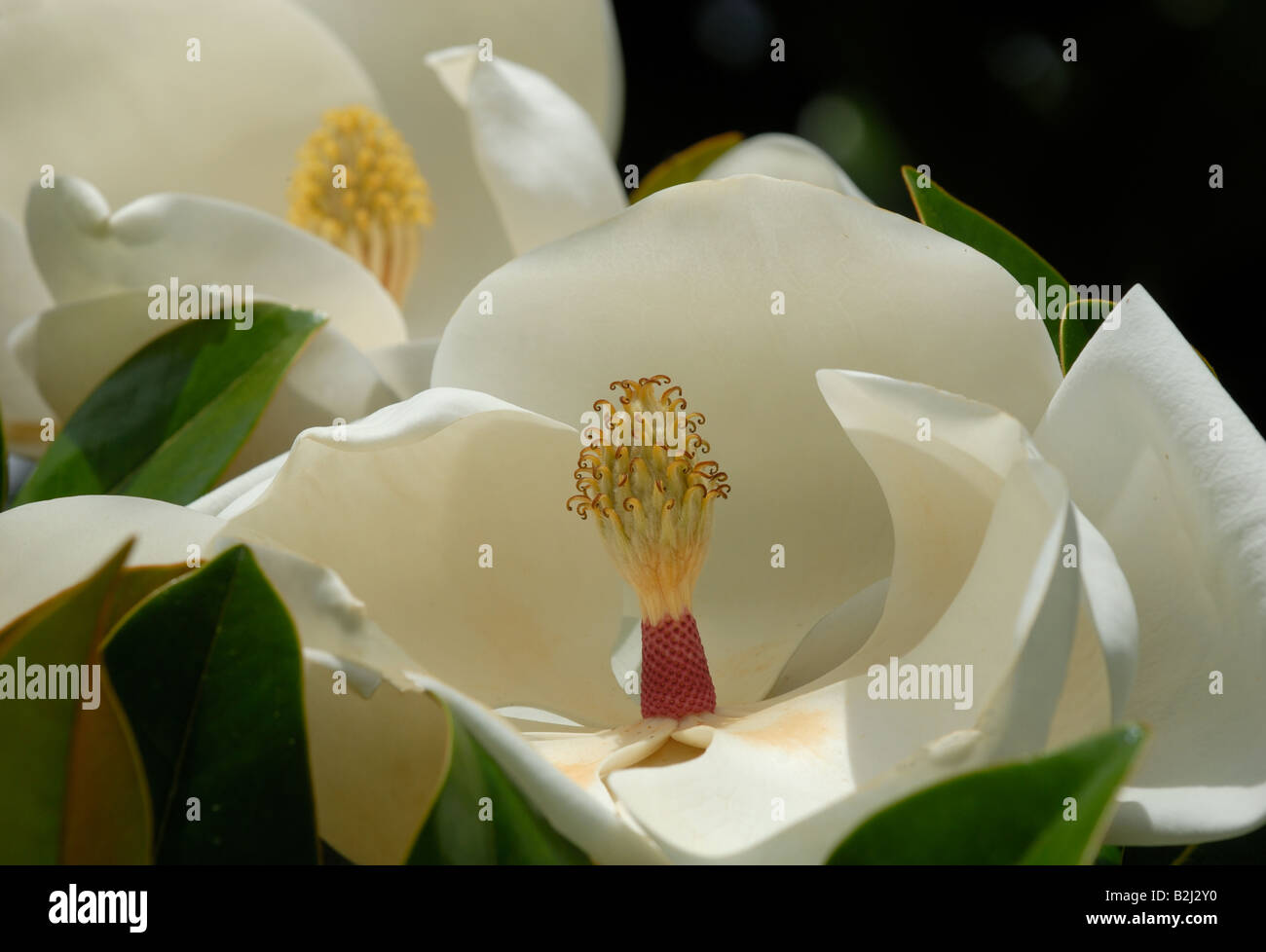 Magnolia grandiflora hi-res stock photography and images - Alamy