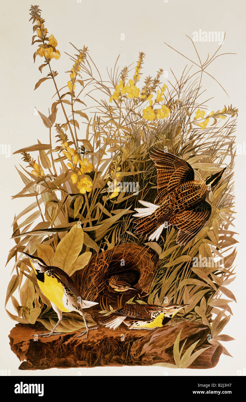 zoology, meadowlarks, (Sturnella magna), aquatinta, 'The Birds of America' by John James Audubon, 1827/1828, Stock Photo