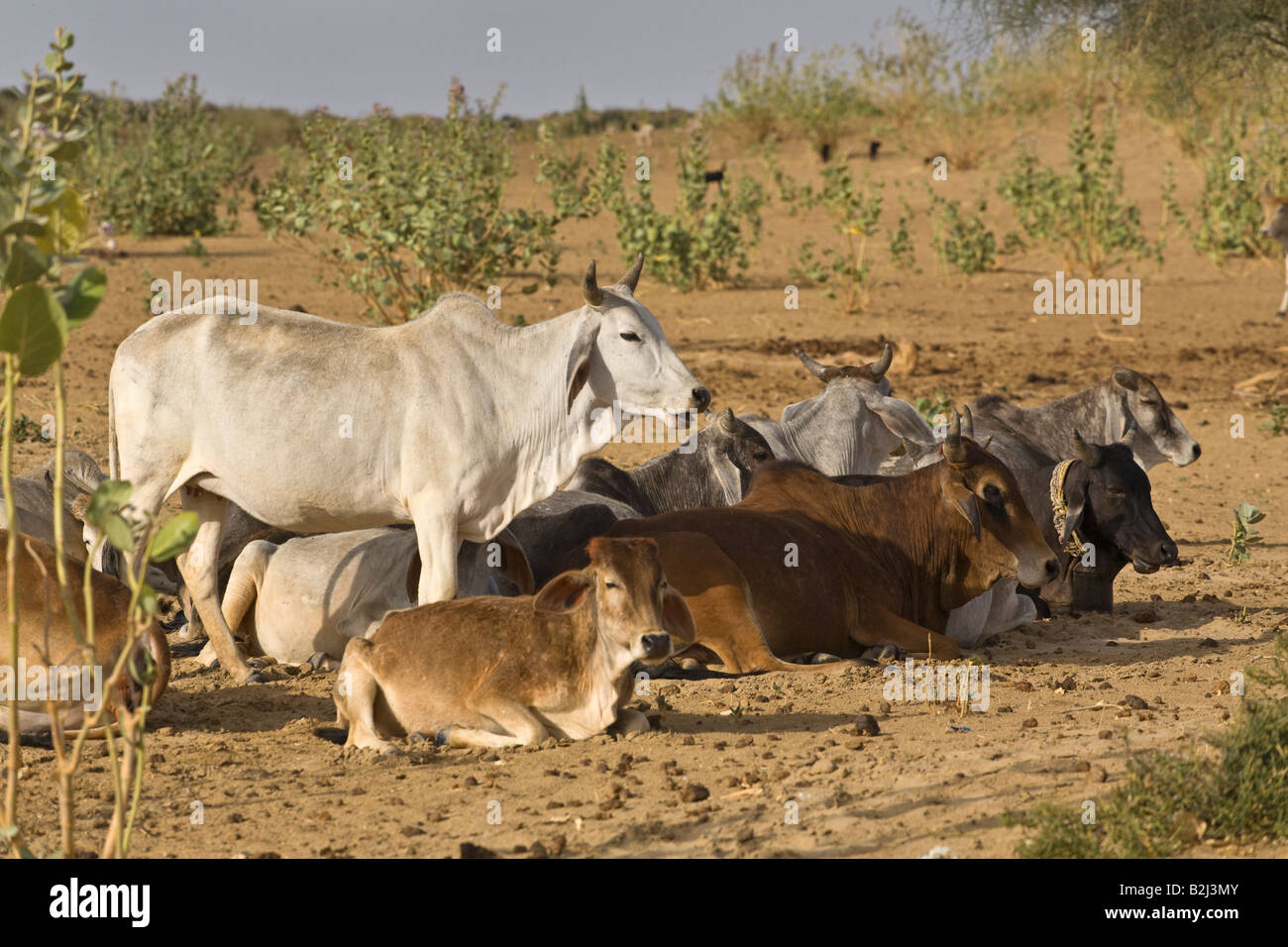 BRAHMAN CATTLE in the THAR DESERT near JAISALMER RAJASTHAN INDIA Stock