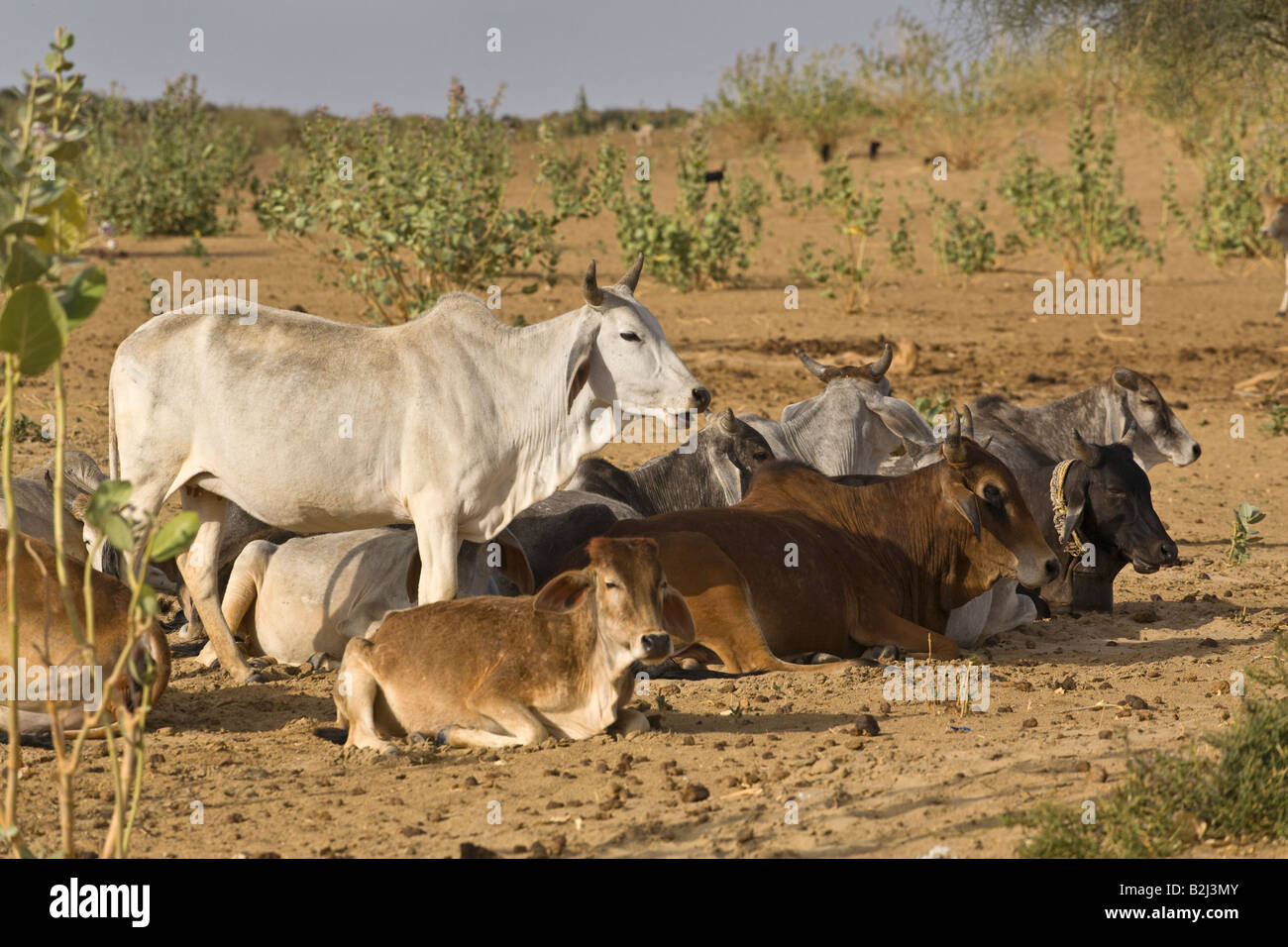 BRAHMAN CATTLE in the THAR DESERT near JAISALMER RAJASTHAN INDIA Stock Photo