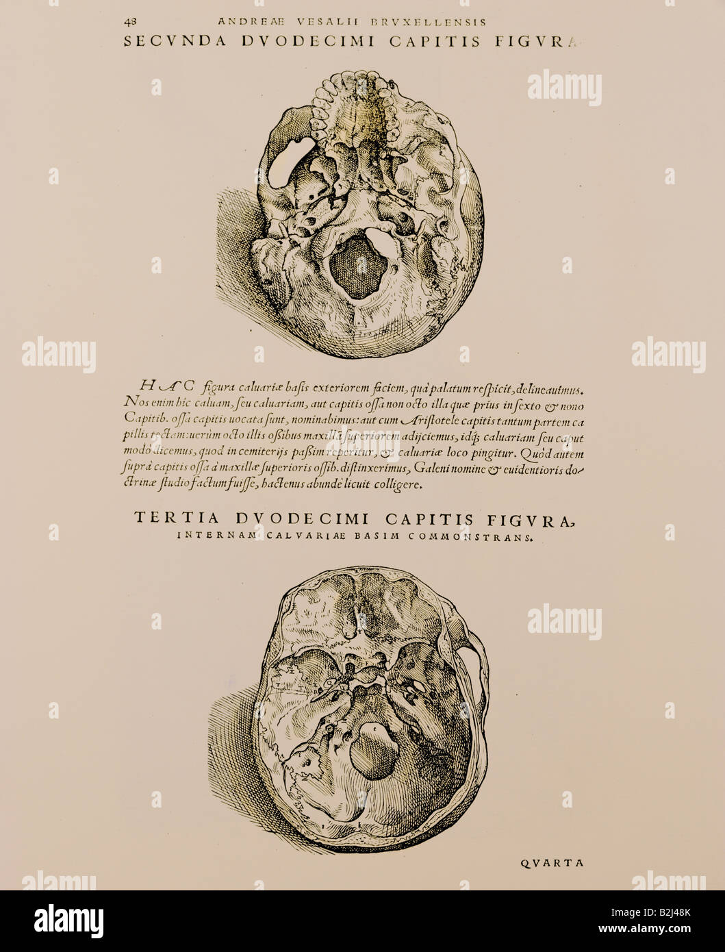 medicine, anatomy, head, woodcut by Jan Steven van Kalkar, 'De humani corporis fabrica' by Andreas Vesalius, printed by Johannes Oporinus, Basel, 1543, private collection, , Stock Photo