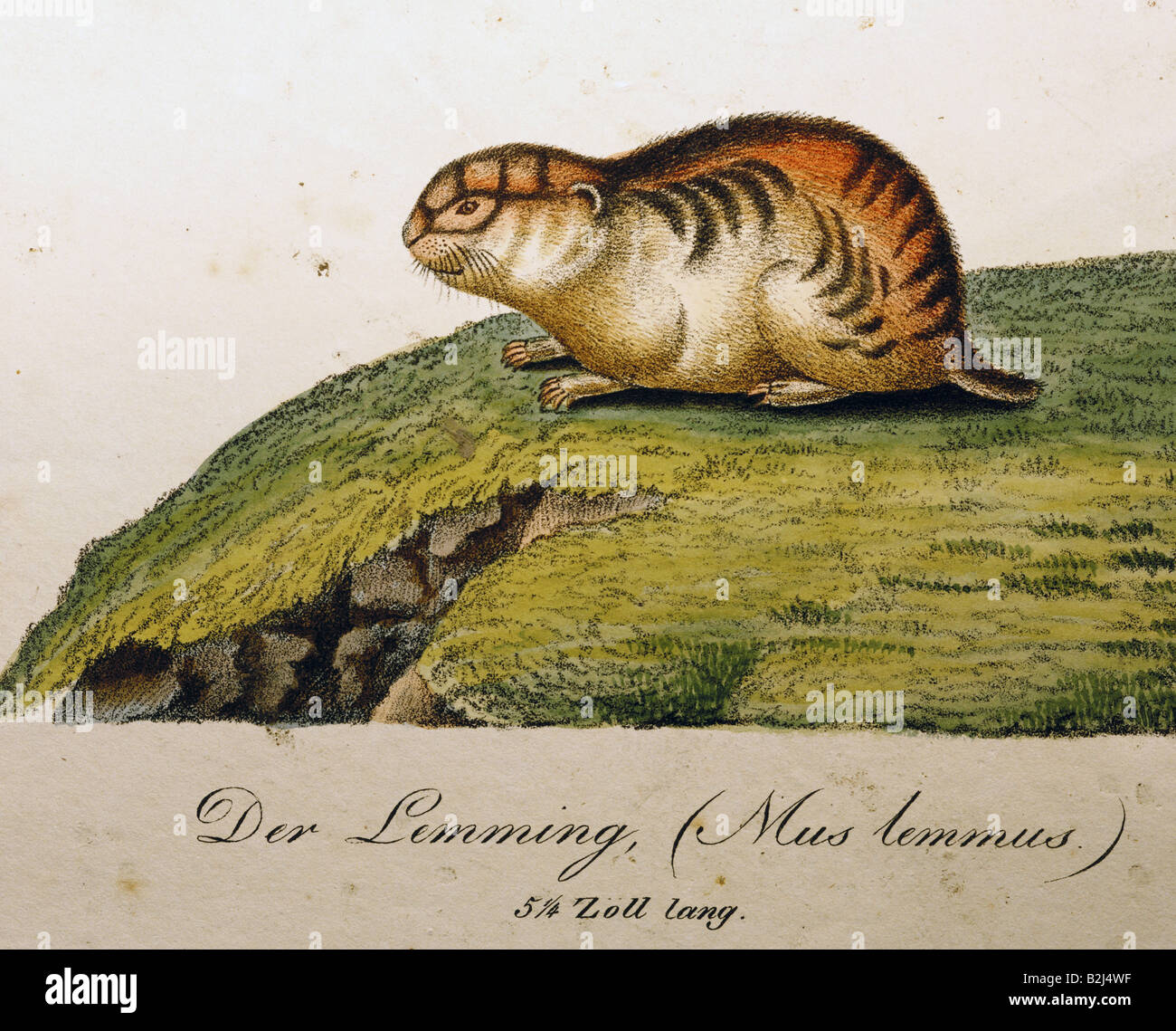 The Norway lemming is a small rodent that looks like a hamster. Lemmings  live in cold, snowy places in northern Europe, namely Norway. Discover more  about these clever mammals in All About