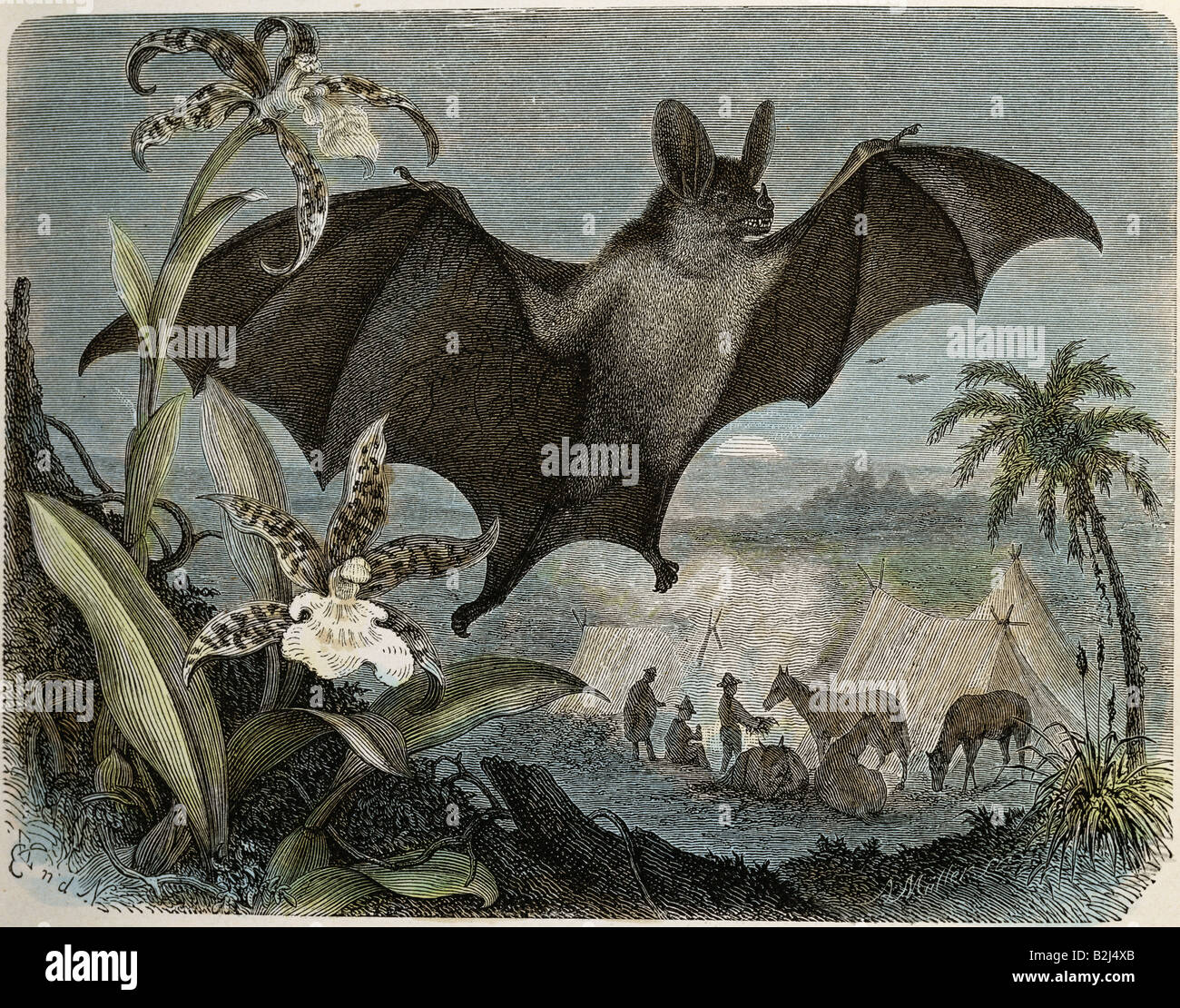 zoology / animals, mammal / mammalian, bats (Chiroptera), leaf-nosed bats (Phyllostomidae), Spectral bat (Vampyrum spectrum), wood engraving, coloured, from 'Die Saeugetiere', by Alfred Brehm, Leipzig, Germany, 1893, private collection, Stock Photo