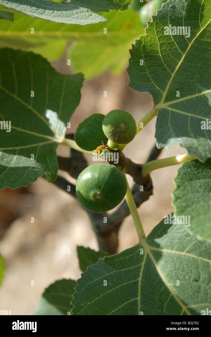 Close up of the fruit and leaves of a fig tree Ficus carica Stock Photo ...