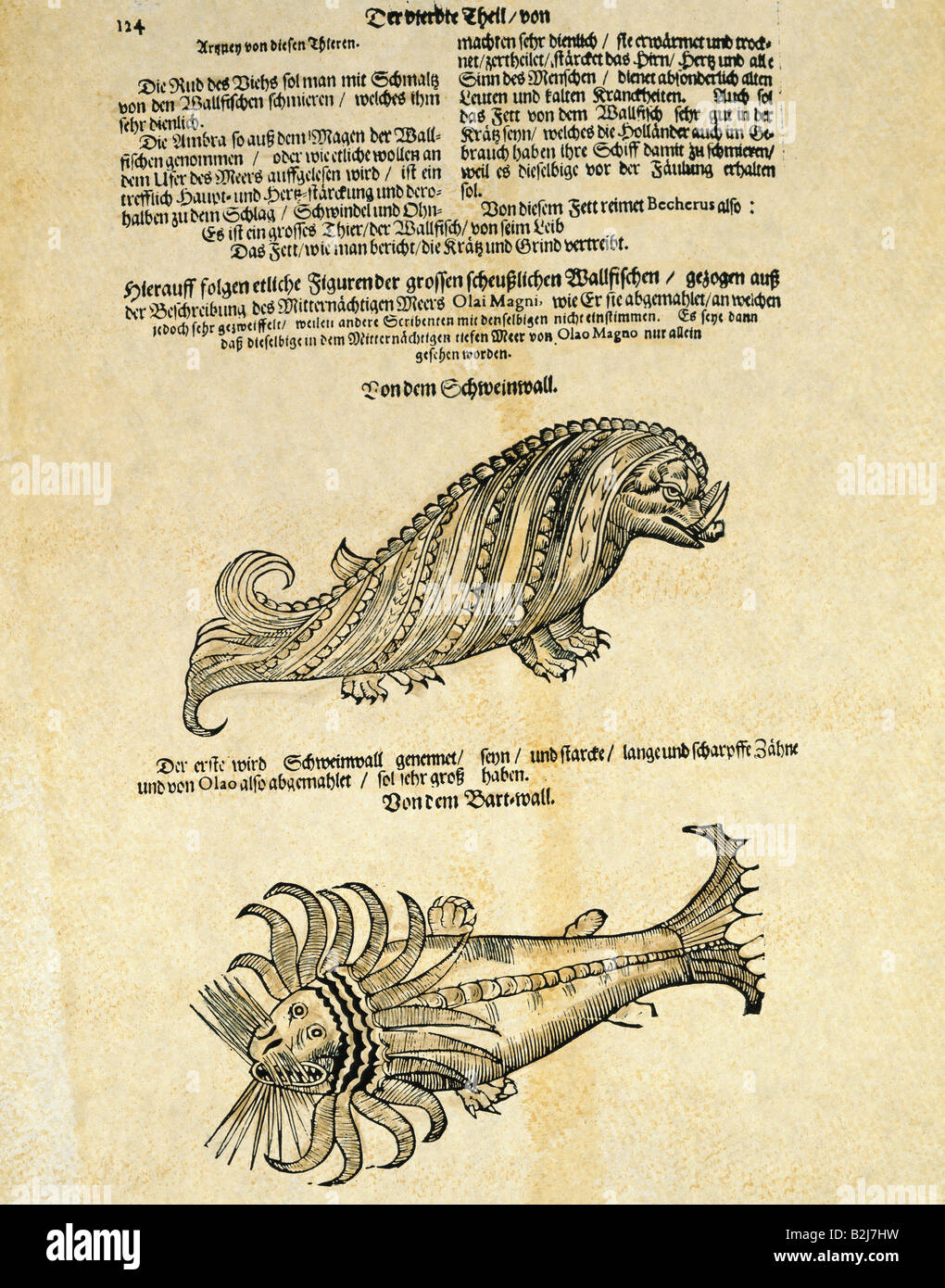 superstition, mythical creatures, hog wale and seal, woodcut, Michael Bernhard Valentini 'Museum museorum', printed by  Johann Adam Jungen, Frankfurt am Main, 1714, private collection, , Stock Photo