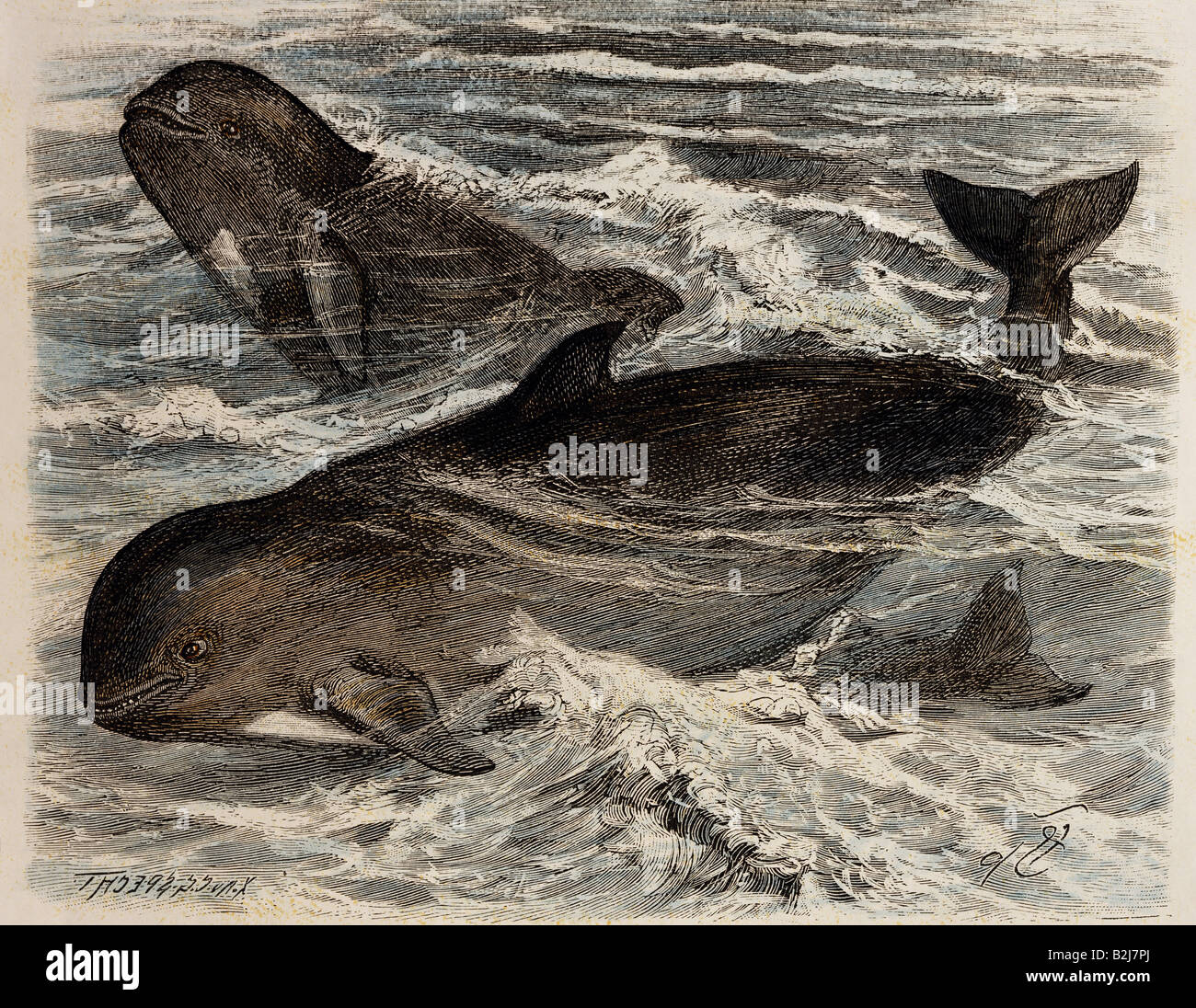 zoology, mammals / mammalian, dolphins (Delphinidae), pilot whale (Globiocephalus melas), wood engraving by F. Specht, 'Brehms Life of Animals' ('Brehms Tierleben'), Leipzig and Vienna, 1893, private collection, , Stock Photo