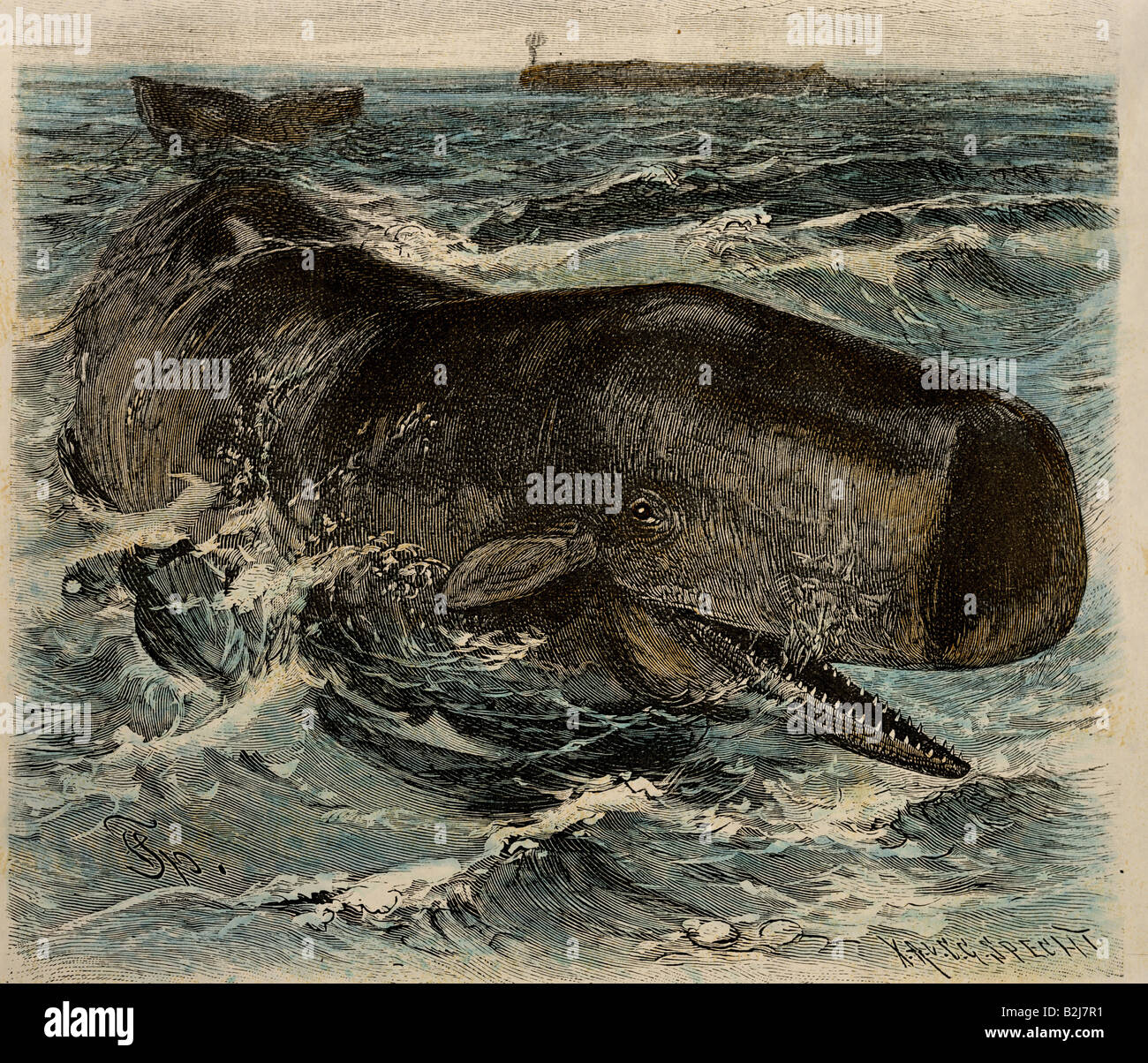 zoology, mammals / mammalian, whales (Cetacea), sperm whale, (Physeter macrocephalus), wood engraving by F. Specht, 'Brehms Life of Animals' ('Brehms Tierleben'), Leipzig and Vienna, 1893, private collection, , Stock Photo