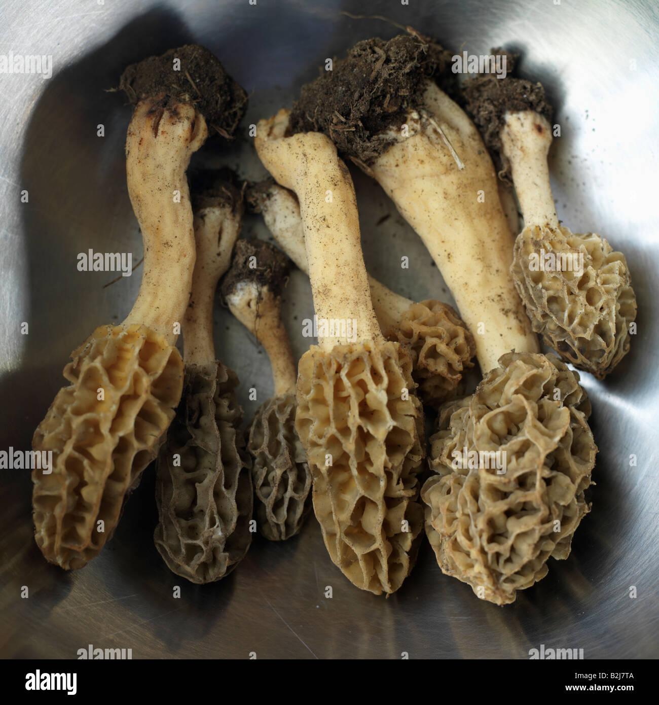 Morel mushrooms picked in Princeton New Jersey Stock Photo