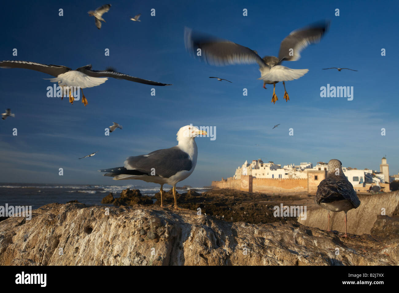 seagulls flying over Essaouira on the Atlantic Coast, Morocco Stock Photo