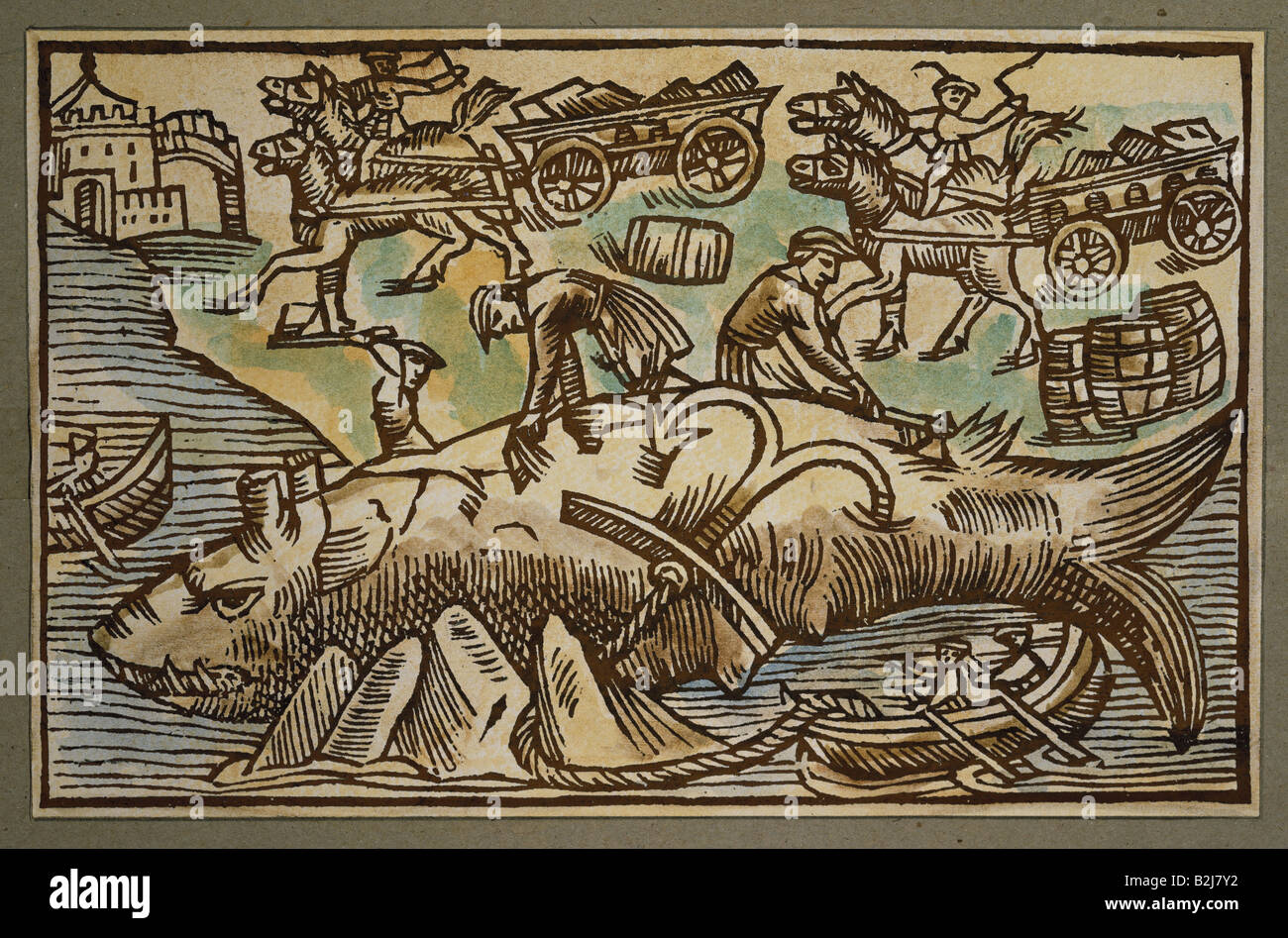fishing, whaling, peeling of a whale, woodcut, 'Historia de gentibus septentrionalibus' by Olaus Magnus, Rome, 1555, private collection, Stock Photo