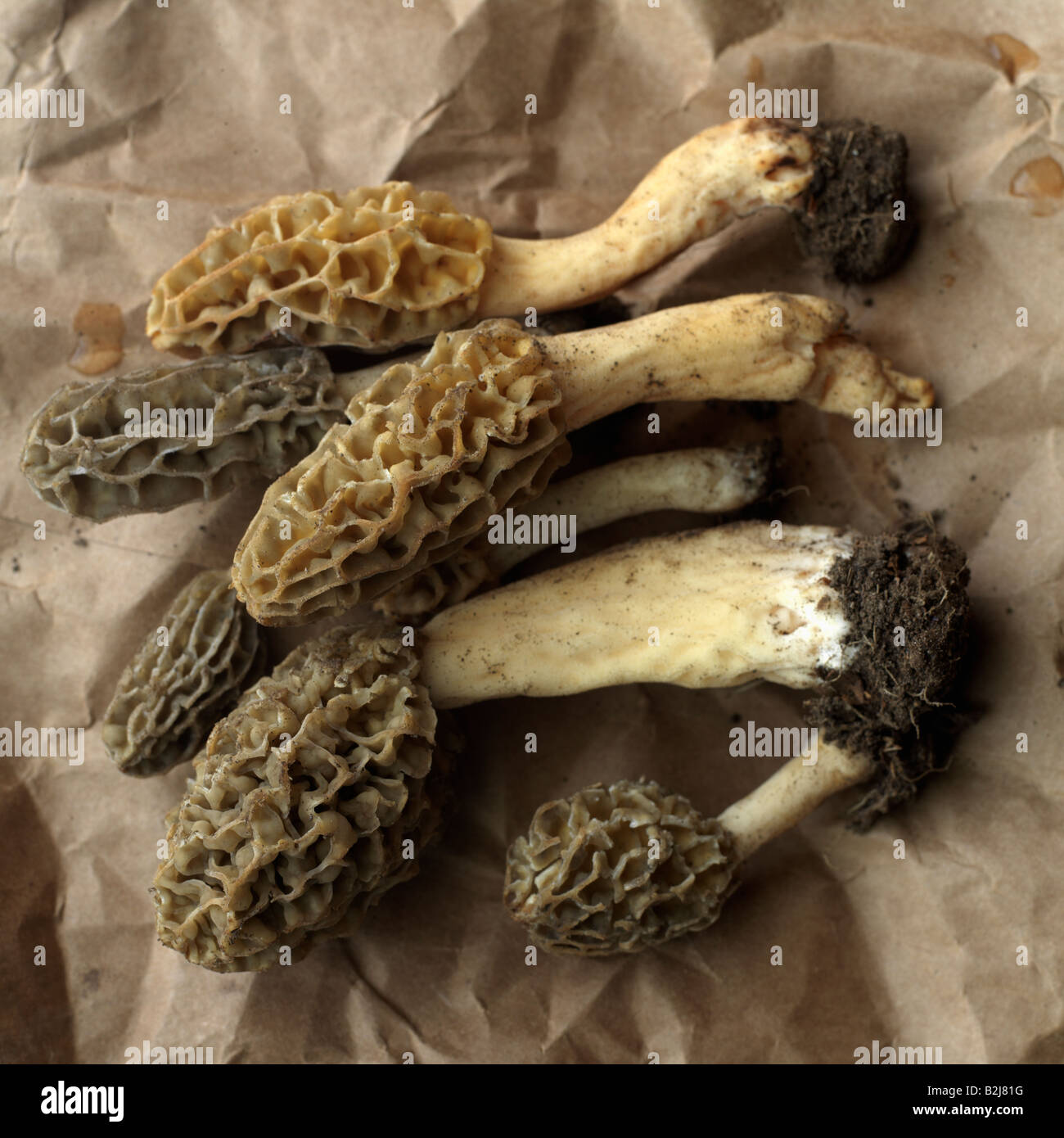 Morel mushrooms picked in Princeton New Jersey Stock Photo