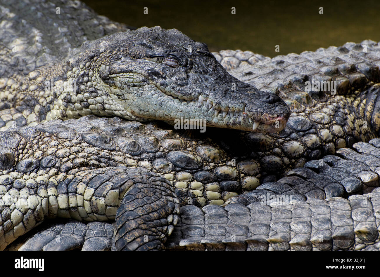 Captive American Alligators Stock Photo - Alamy