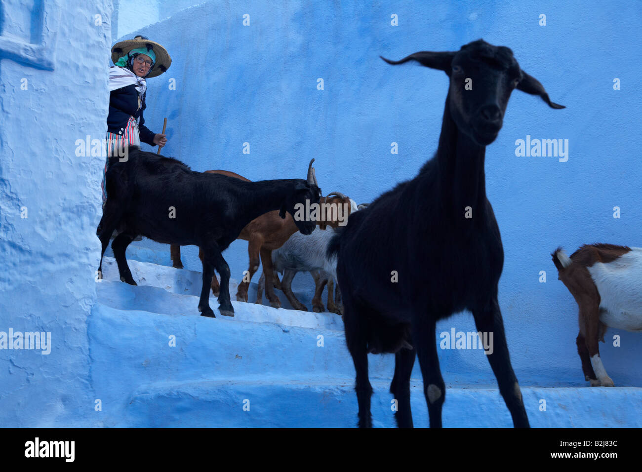 a goat herder driving her flock through the blue walled streets of Chefchaouen, Morocco Stock Photo
