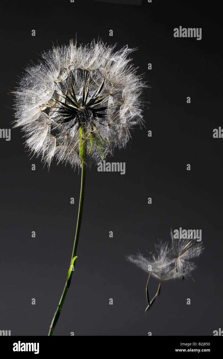 Dandelion with two seedlings falling through the air intertwined Stock Photo
