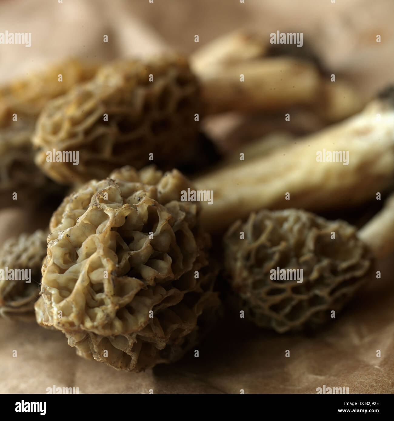 Morel mushrooms picked in Princeton New Jersey Stock Photo