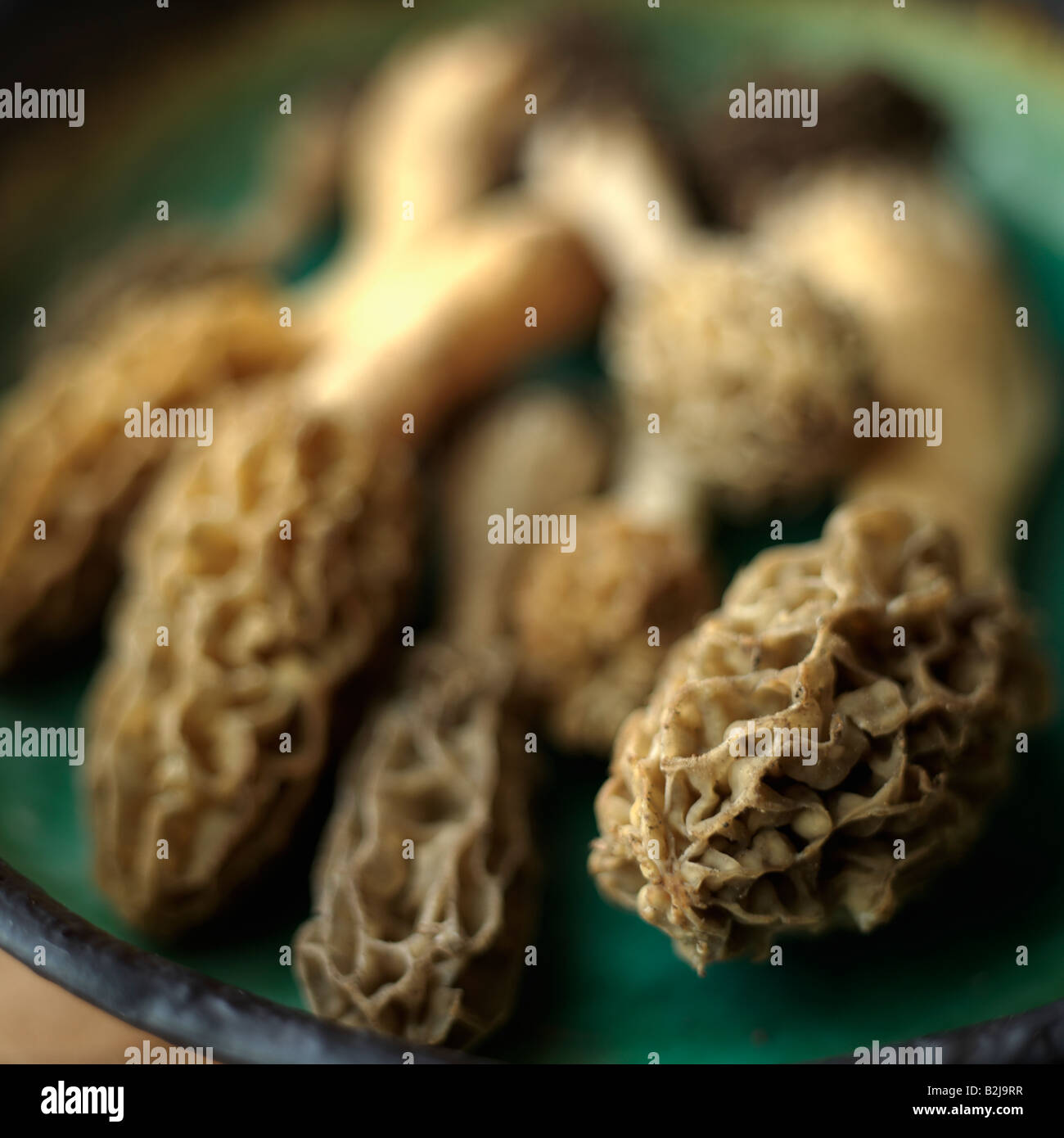 Morel mushrooms picked in Princeton New Jersey Stock Photo