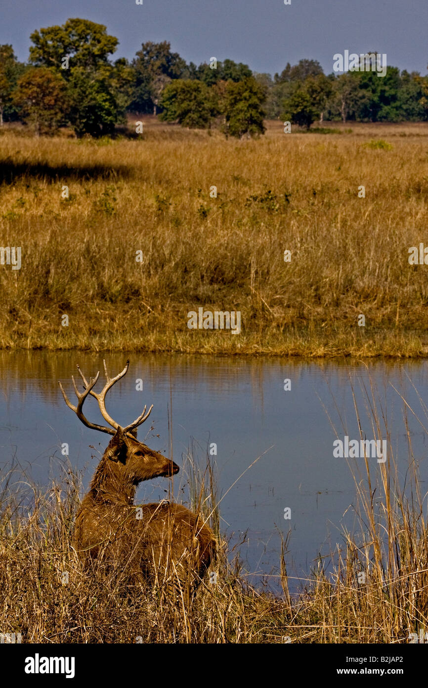Male Hard ground swamp deer or Barasinga in Kanha national park Stock Photo Alamy