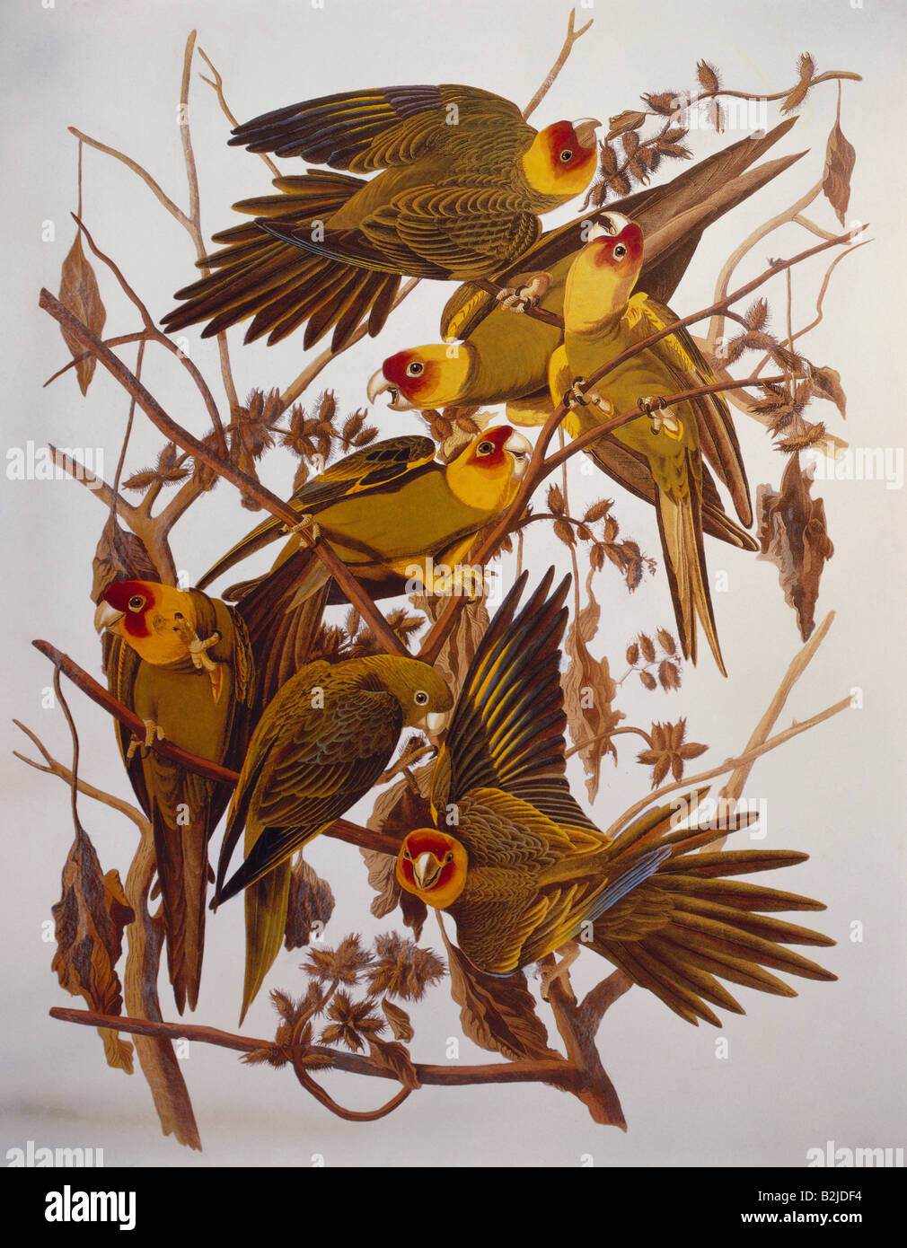 zoology, birds, Carolina Parakeet (Conuropsis carolinensis), Aquatinta, 'The Birds of America' by John James Audubon, 1827 - 1838, private collection, Washington DC, , Stock Photo