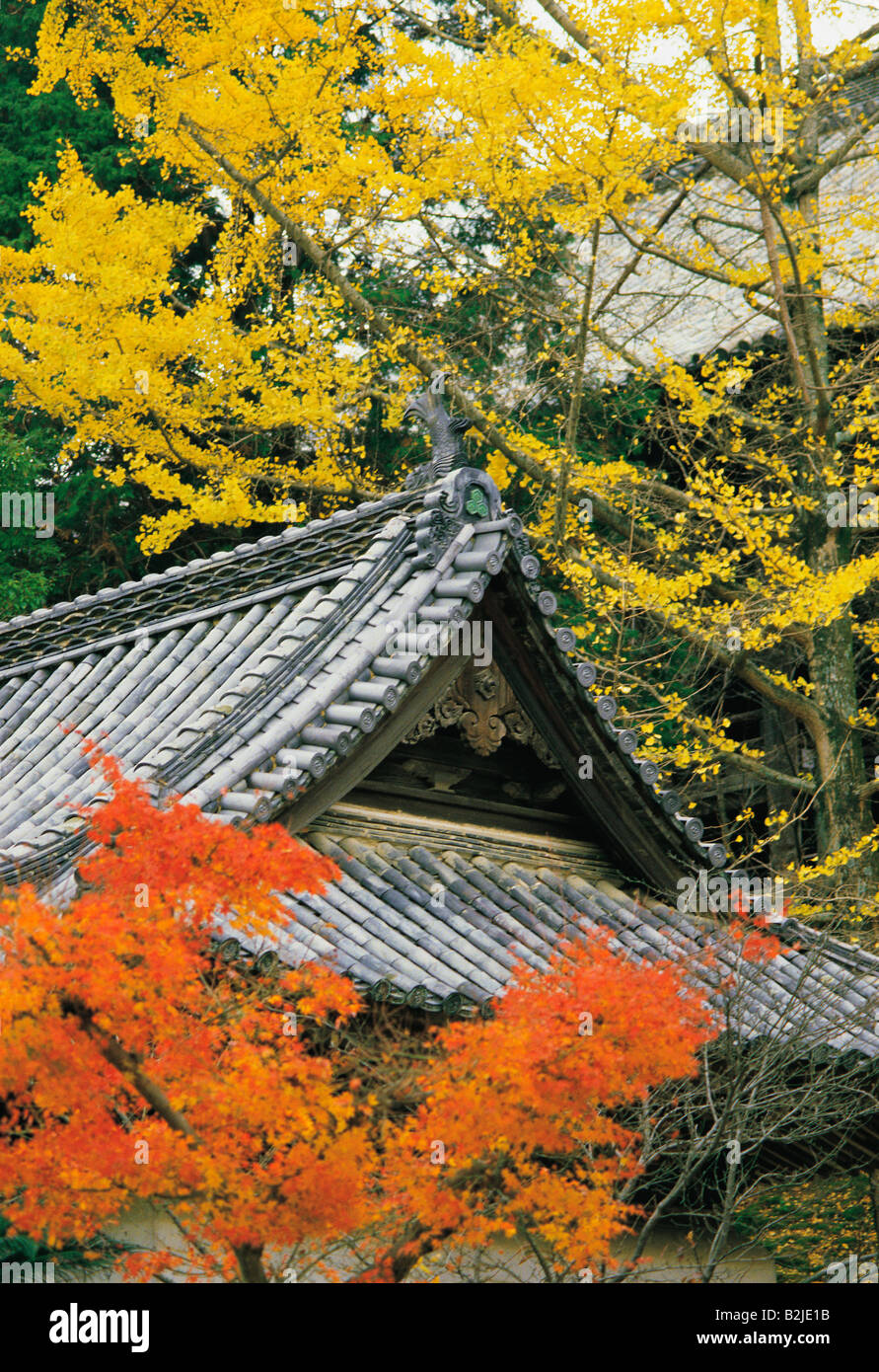 Close-up view of a bamboo roof surrounded by autumn trees Stock Photo
