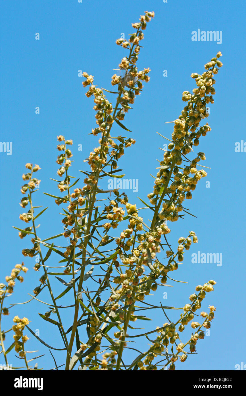 Tarragon Artemisia dracunculus Stock Photo Alamy