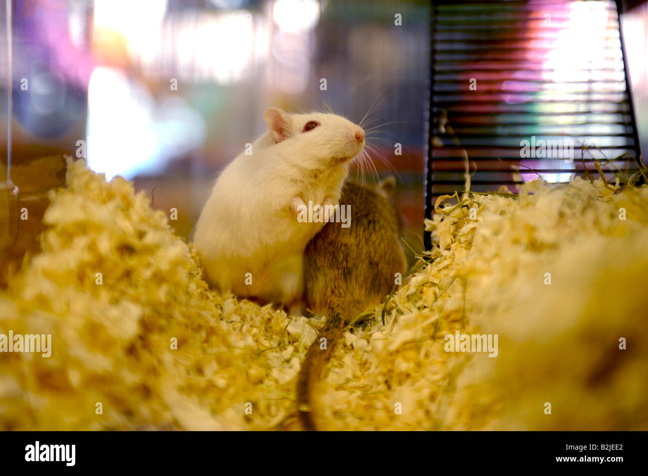 Gerbils in a cage in a pet shop Stock Photo
