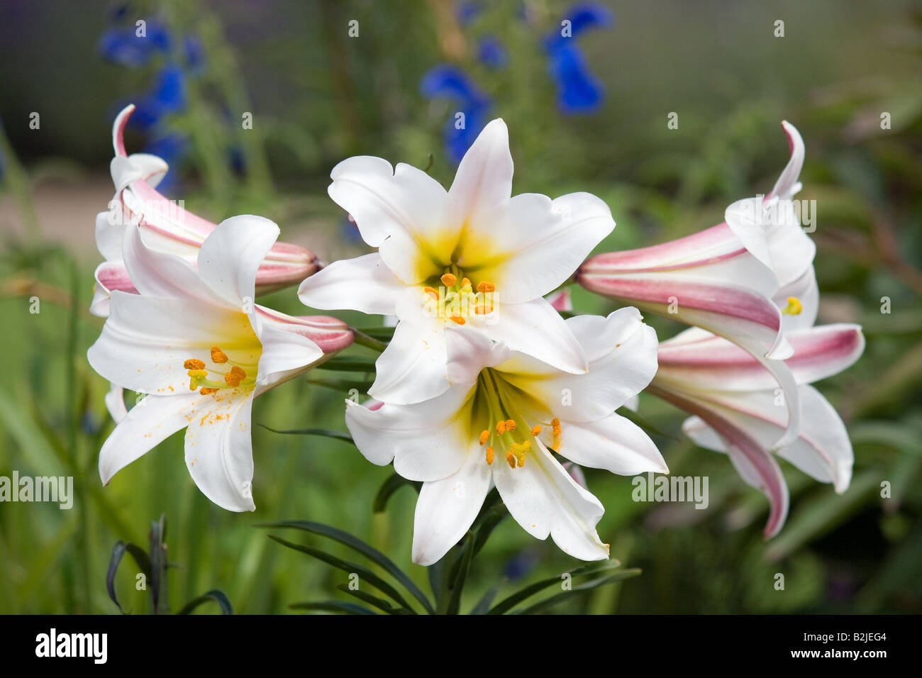 Bunch of lilies on a summers days Stock Photo