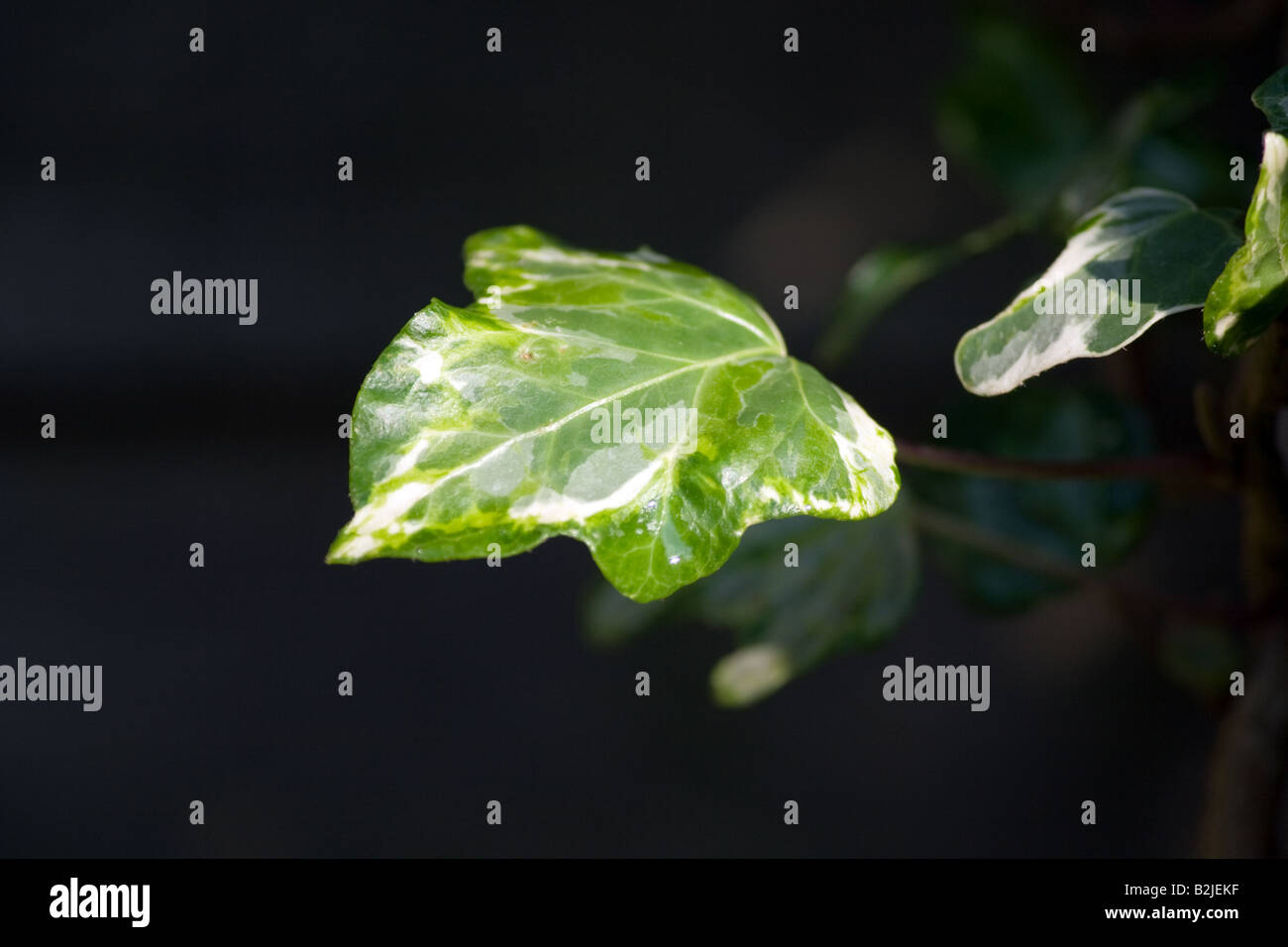 Waxy glistening ivy leaf Stock Photo