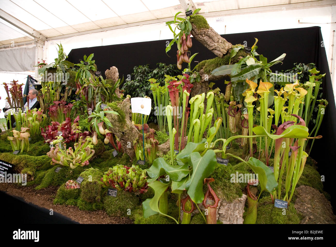 Meat eating plants hires stock photography and images Alamy