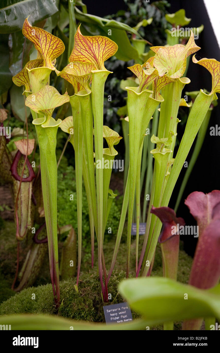 Meat eating plants hires stock photography and images Alamy