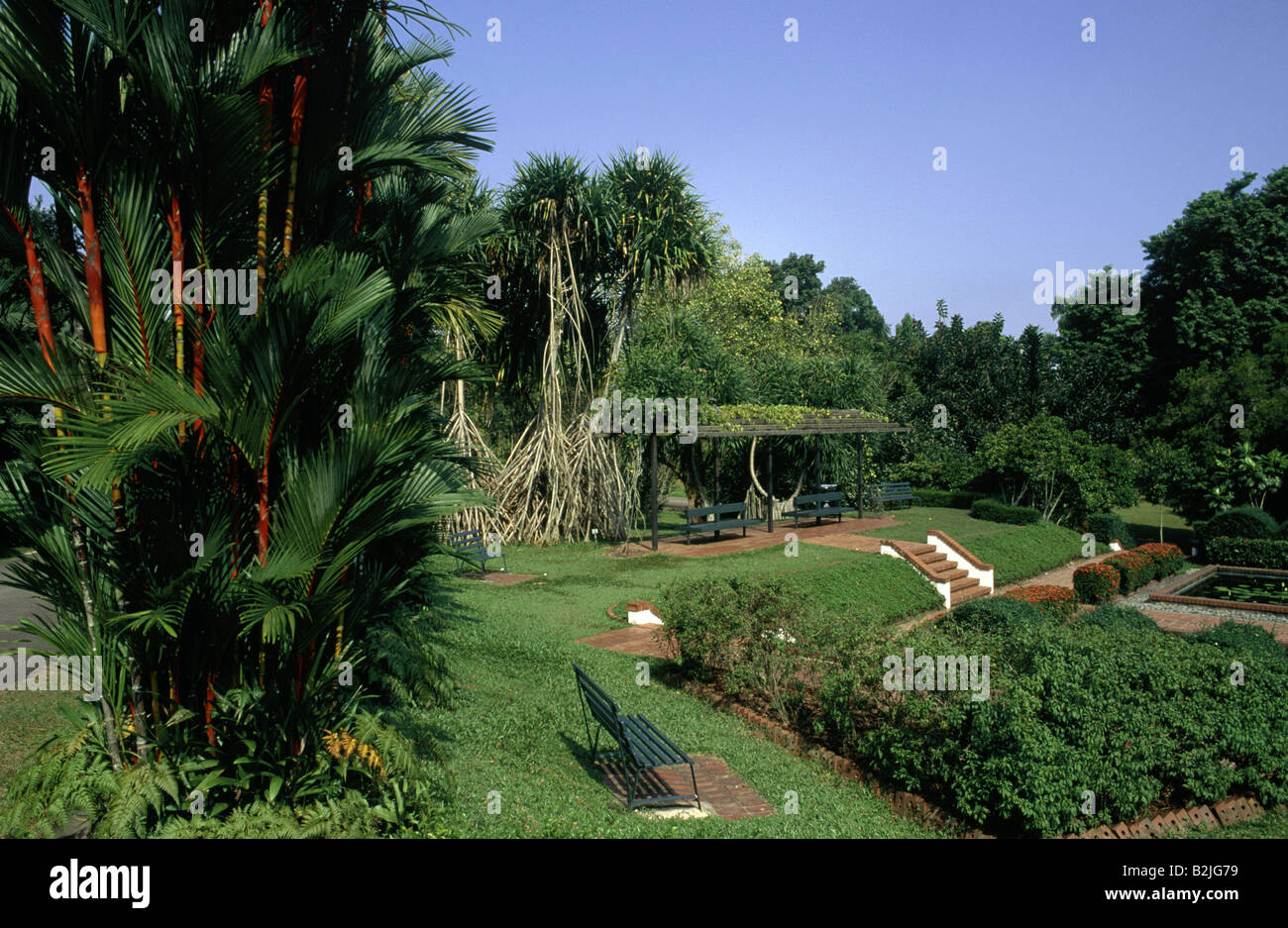 Llipstick Palm (Cyrtostachys renda), Singapore Botanical Gardens, near Orchard Road, Singapore, Asia Stock Photo