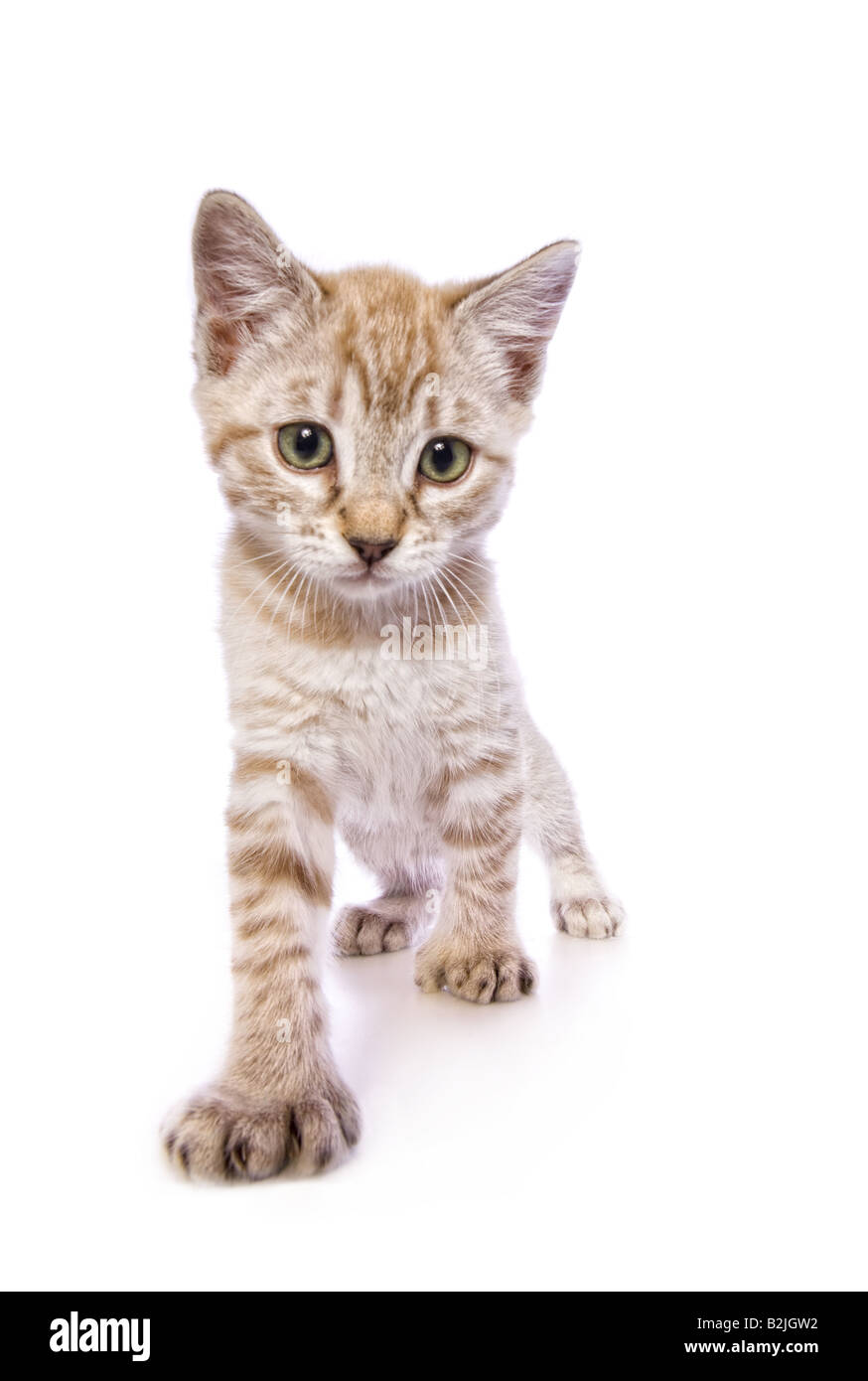 Cute kitten with big feet walking towards the camera isolated on white background Stock Photo