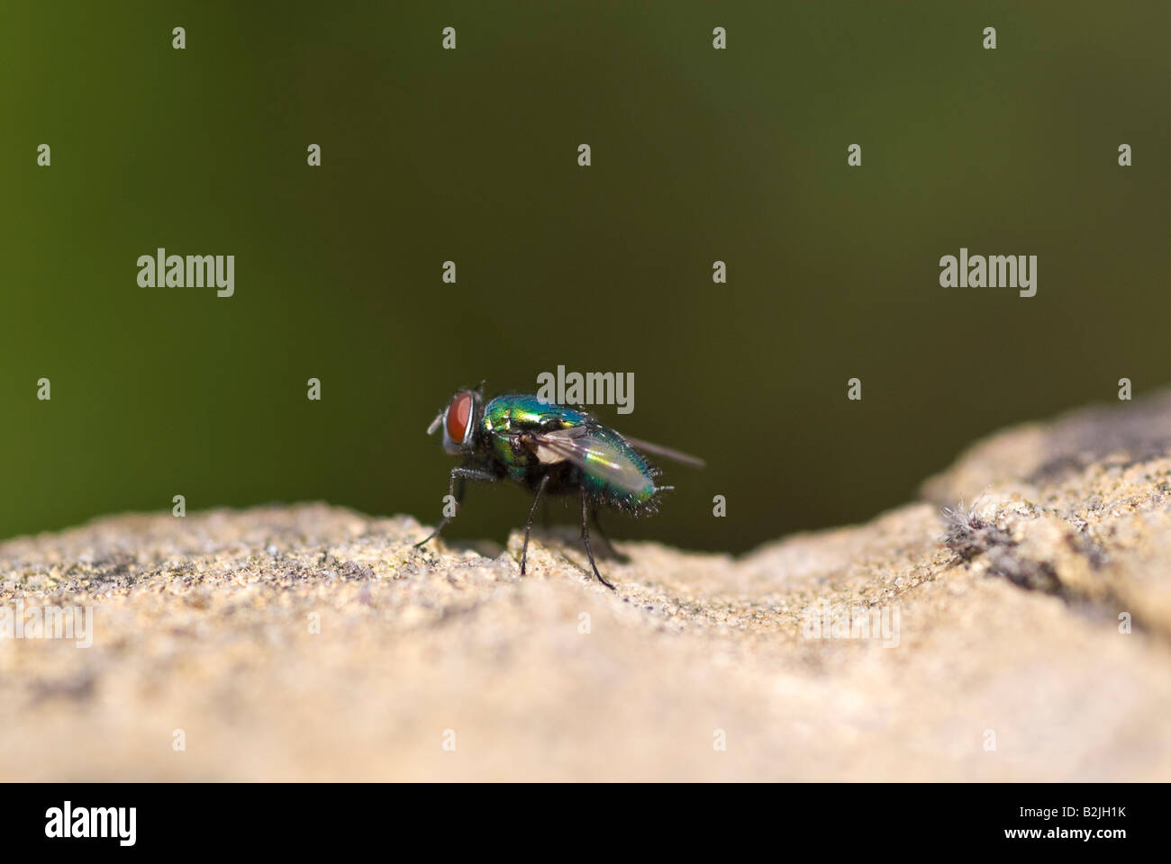 Horizontal close up macro of a Blow fly [Phaenicia sericata] sitting on a wall, it's iridescent body glistening in the sun Stock Photo