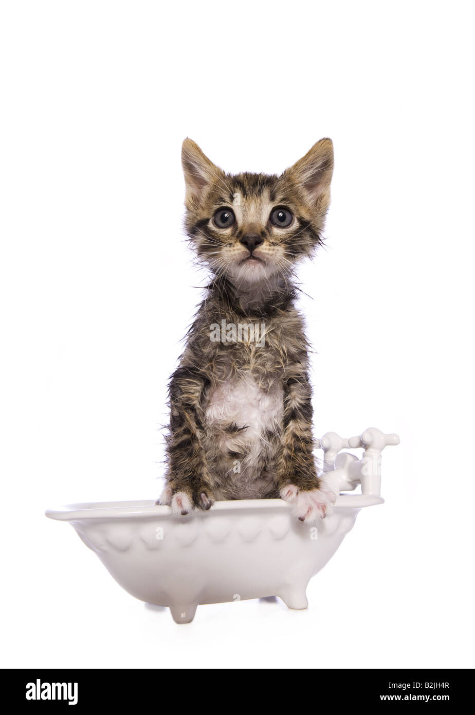 Wet cat after taking a bath in small white bathtub isolated on white background Stock Photo