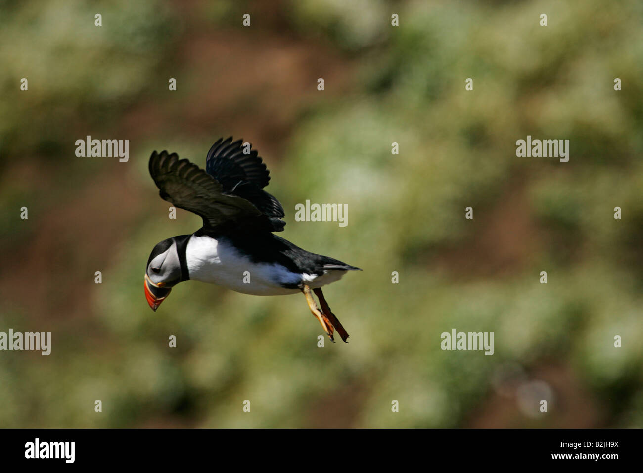 Puffin in air coming in to land Stock Photo