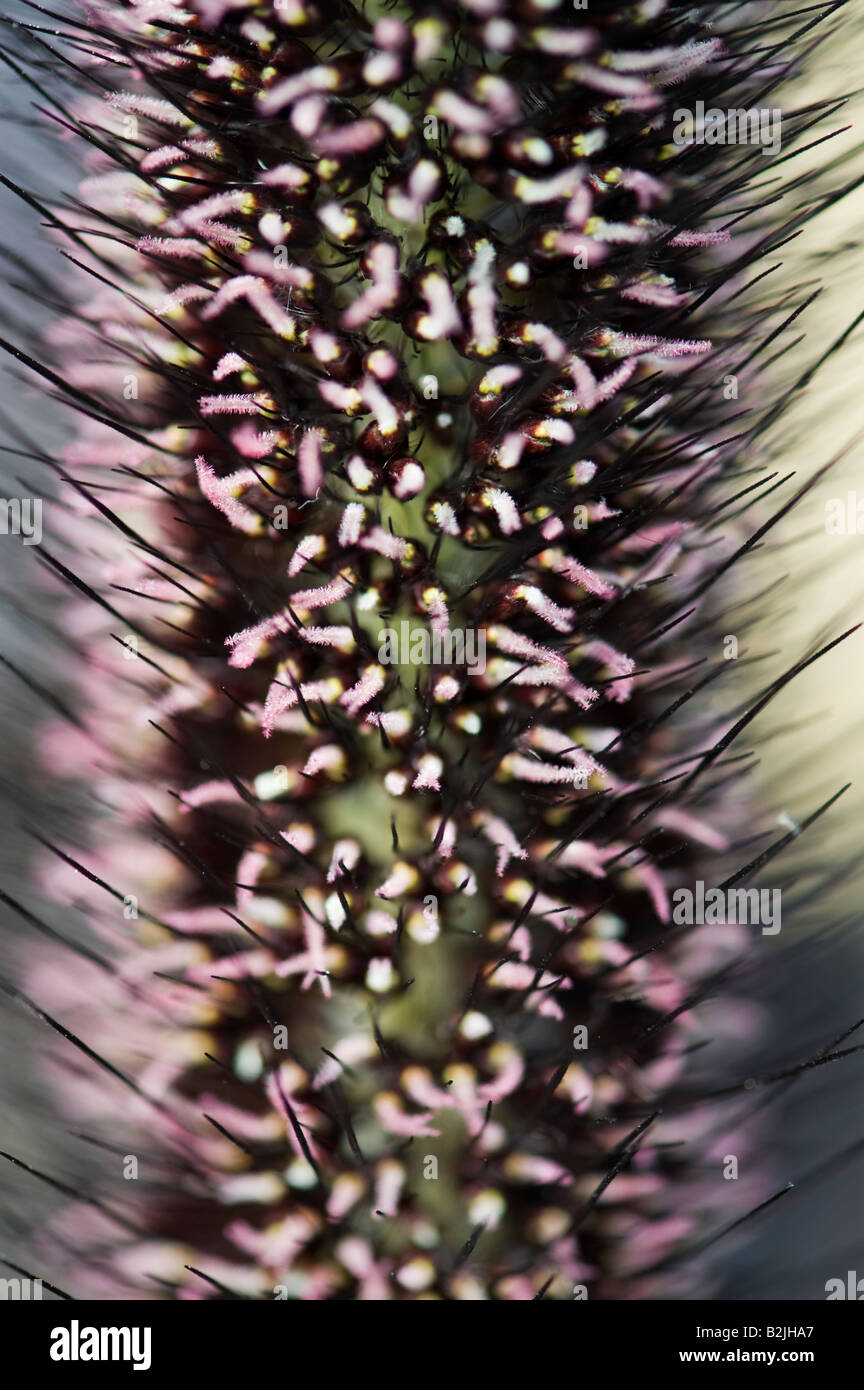 Pennisetum glaucum 'Purple Baron'. Ornamental millet Stock Photo