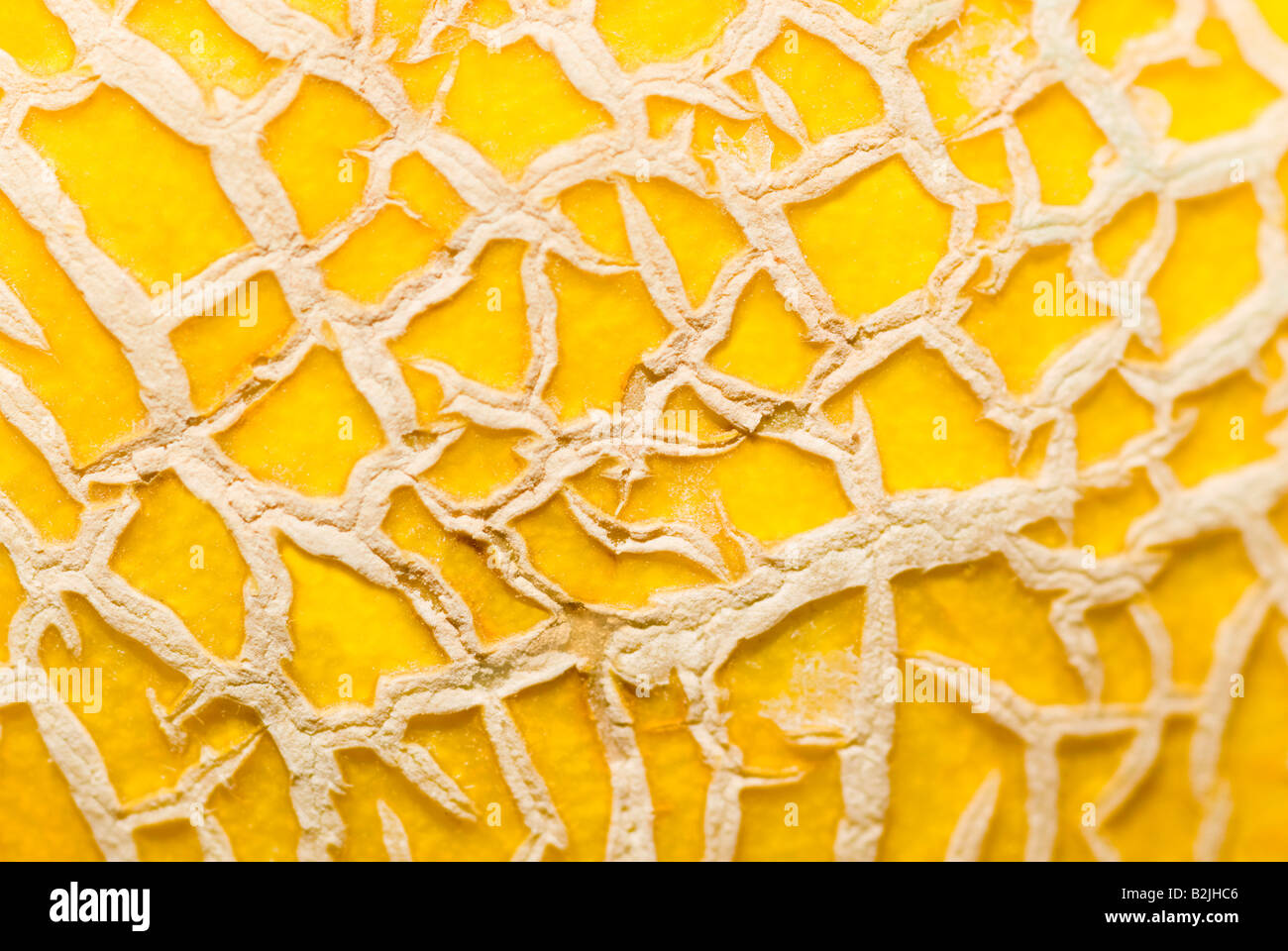 Horizontal macro close up of the patterned skin of a ripe Galia melon ...