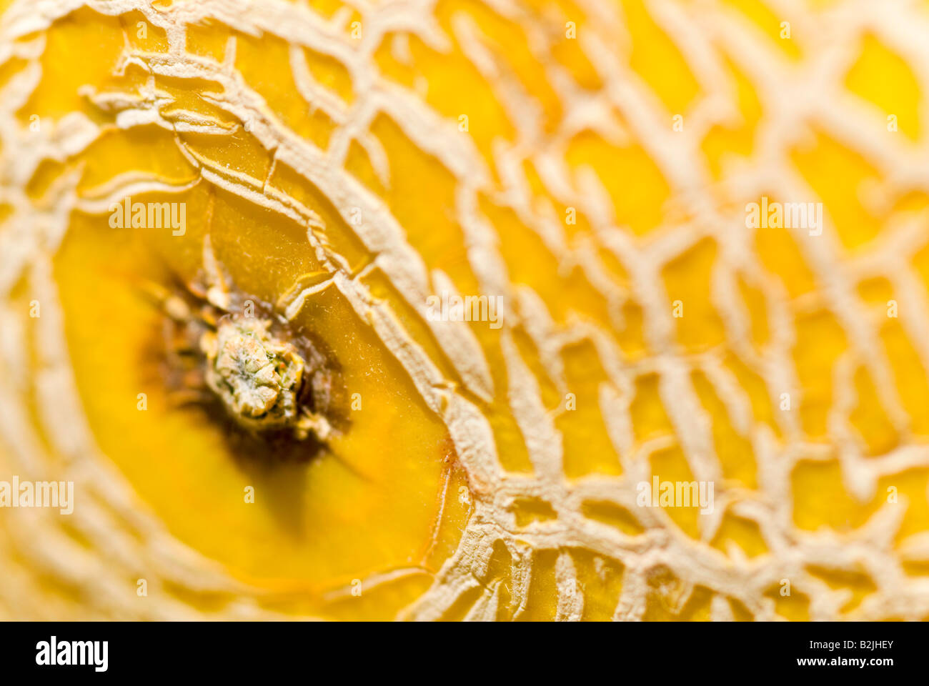 Horizontal macro close up of the patterned skin of a ripe Galia melon