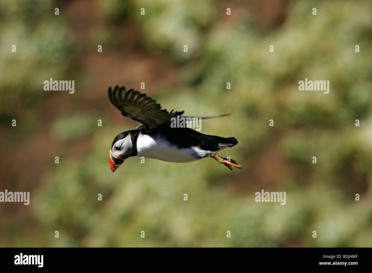 Puffin in air coming in to land Stock Photo