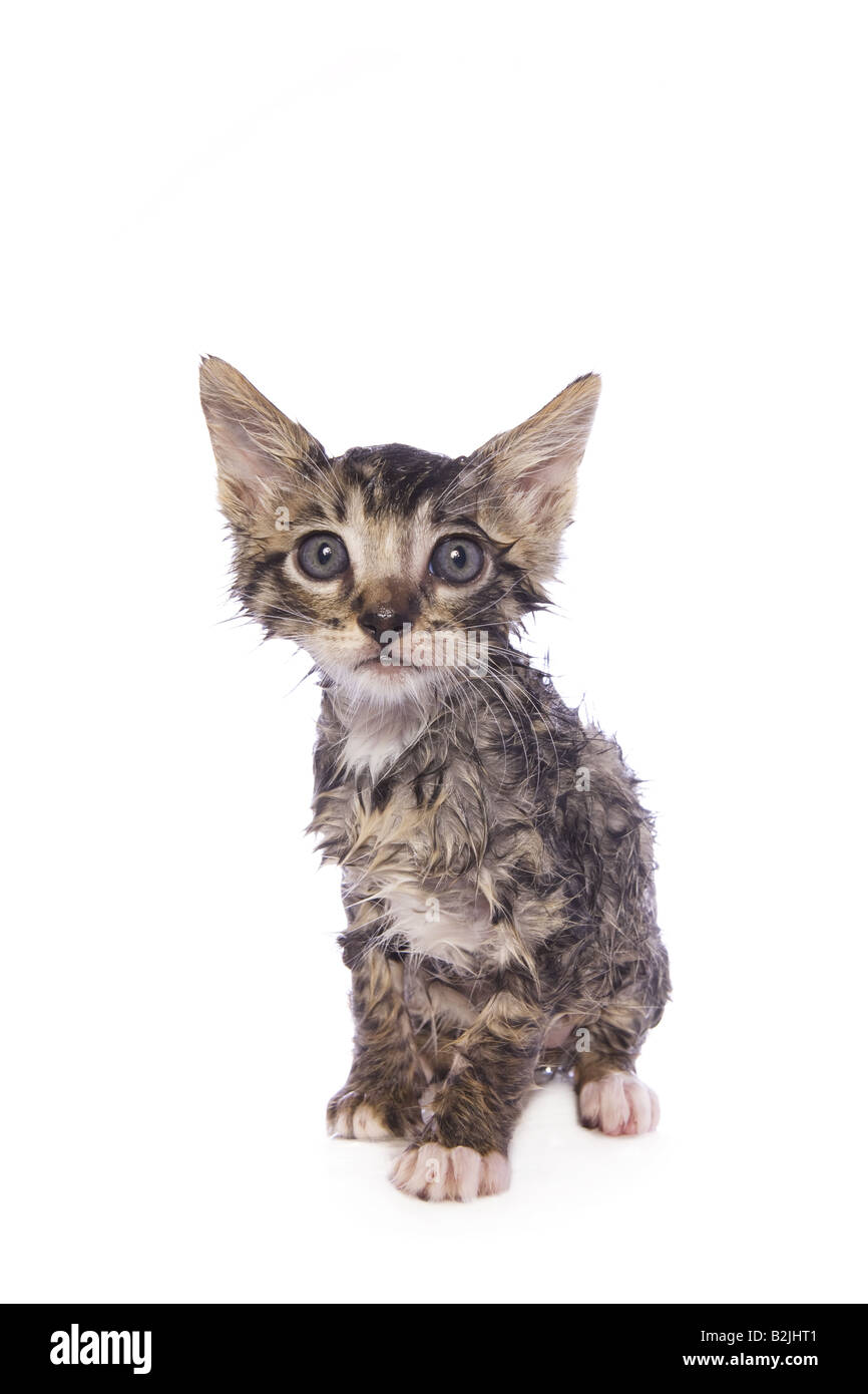 Wet cat after taking a bath isolated on white background Stock Photo