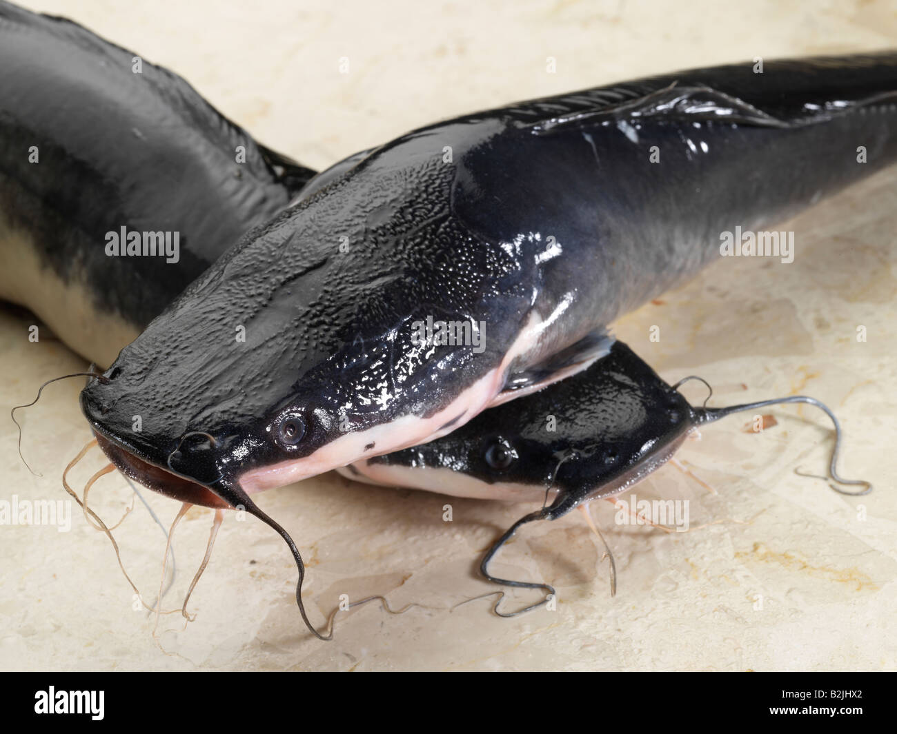 Fishing freshwater ugly scavengers hi-res stock photography and images -  Alamy